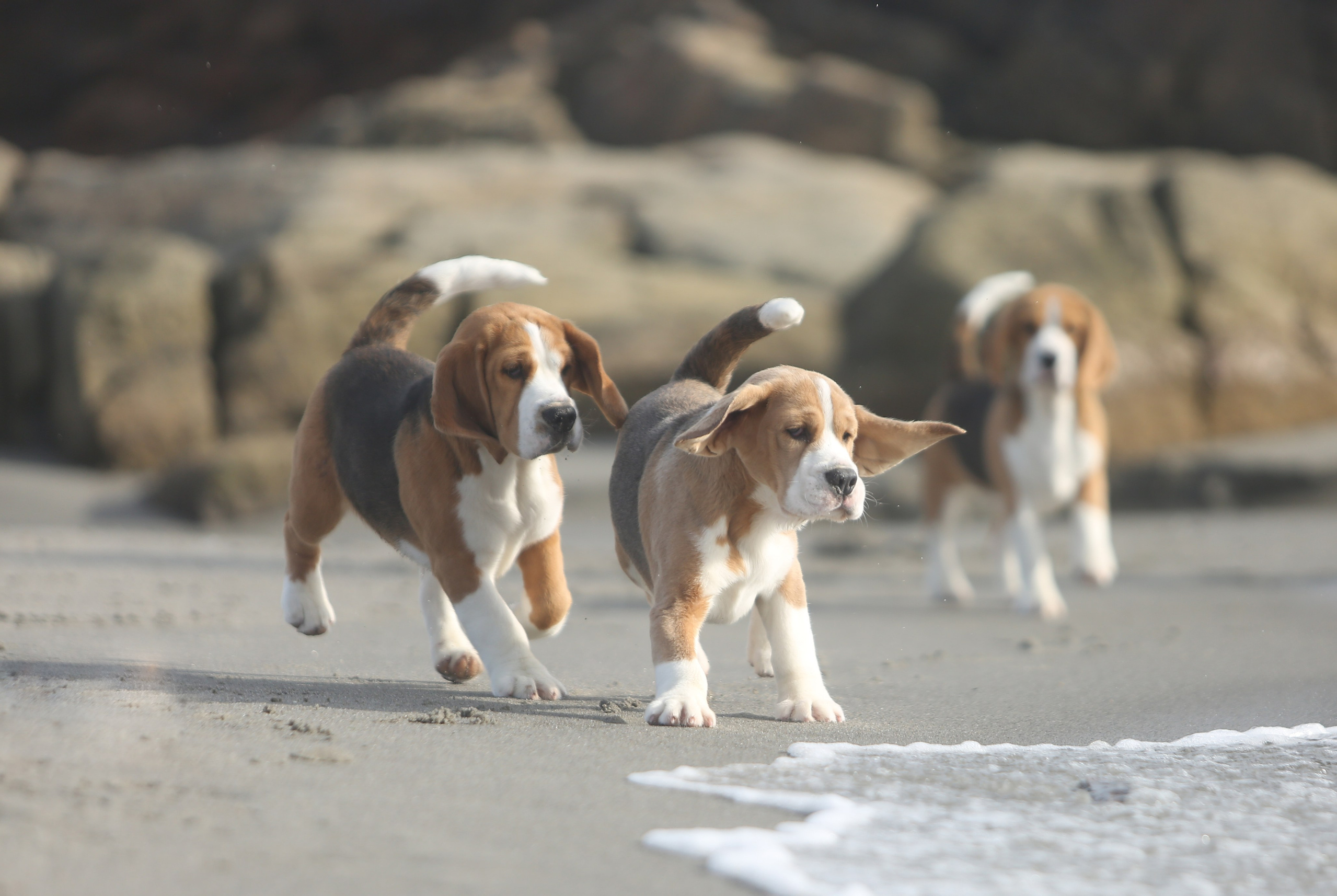 Номінації. MyPetPhotoAwards