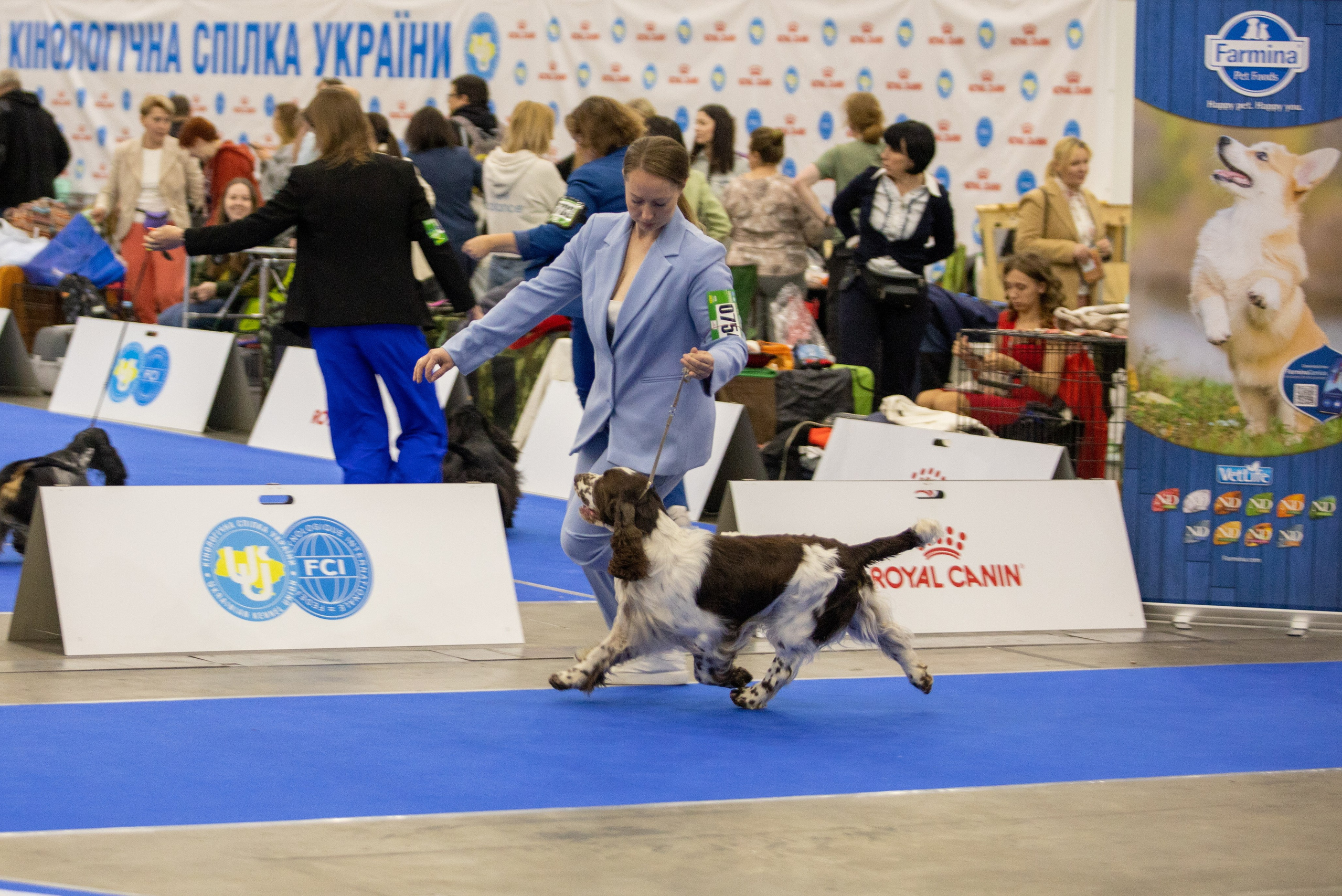 LORDSETT CASABLANKA english springer spaniel