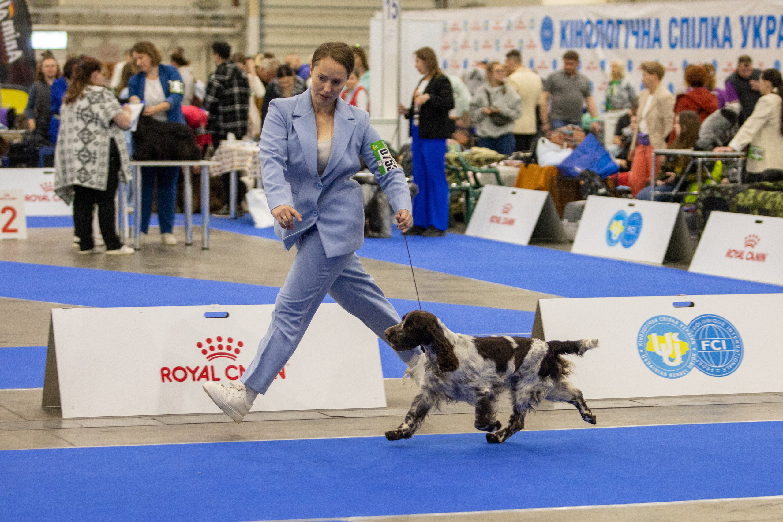 LORDSETT CASABLANKA english springer spaniel