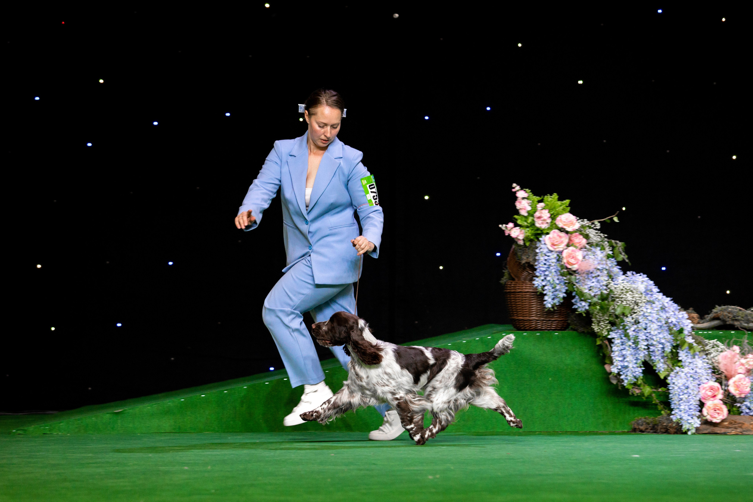 WANDERLOVE JESSE JAMES english springer spaniel