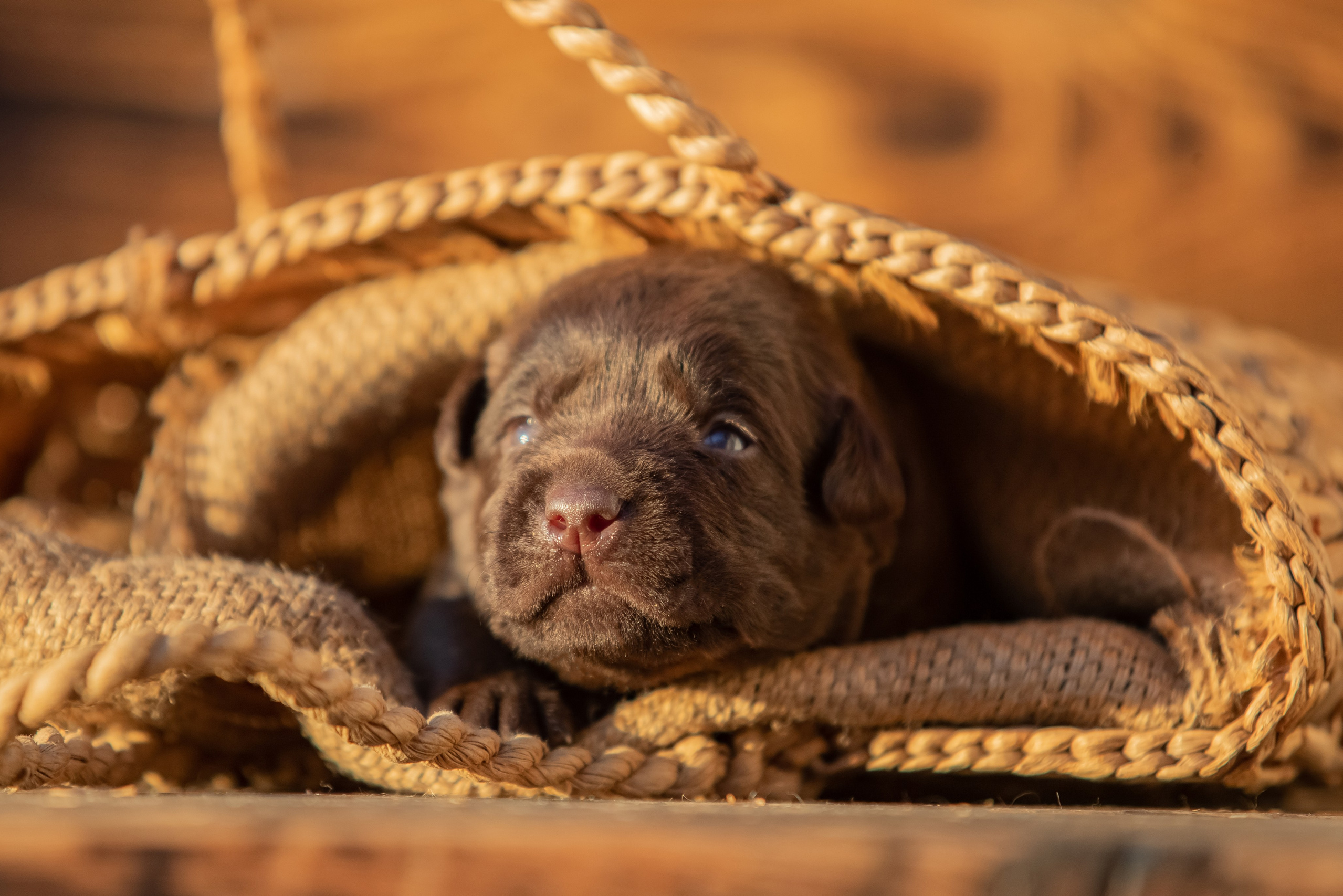 Цуценя шоколадного лабрадор ретривера