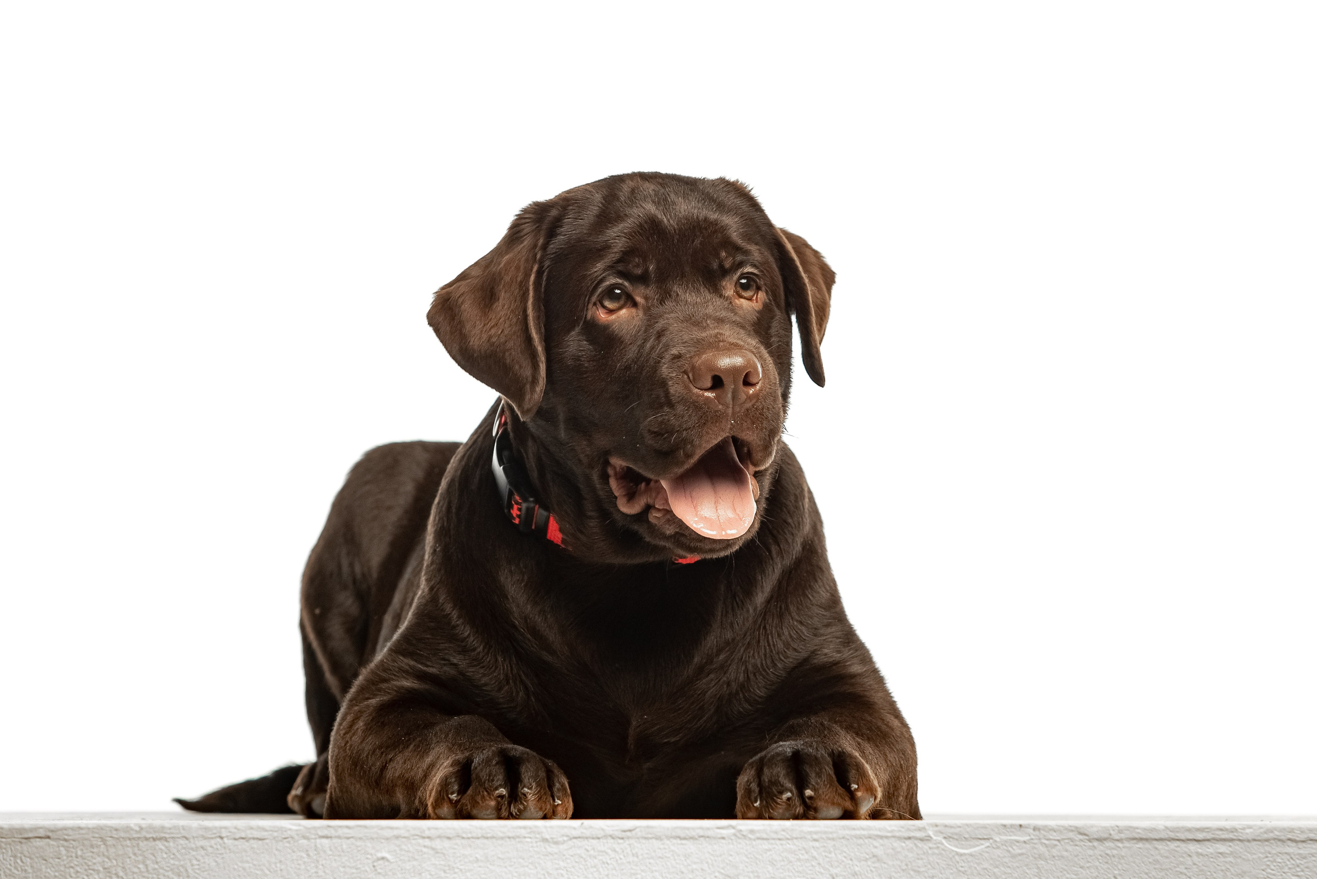 Цуценята шоколадного лабрадора. Цуценята лабрадор ретривера, Дніпро, Україна