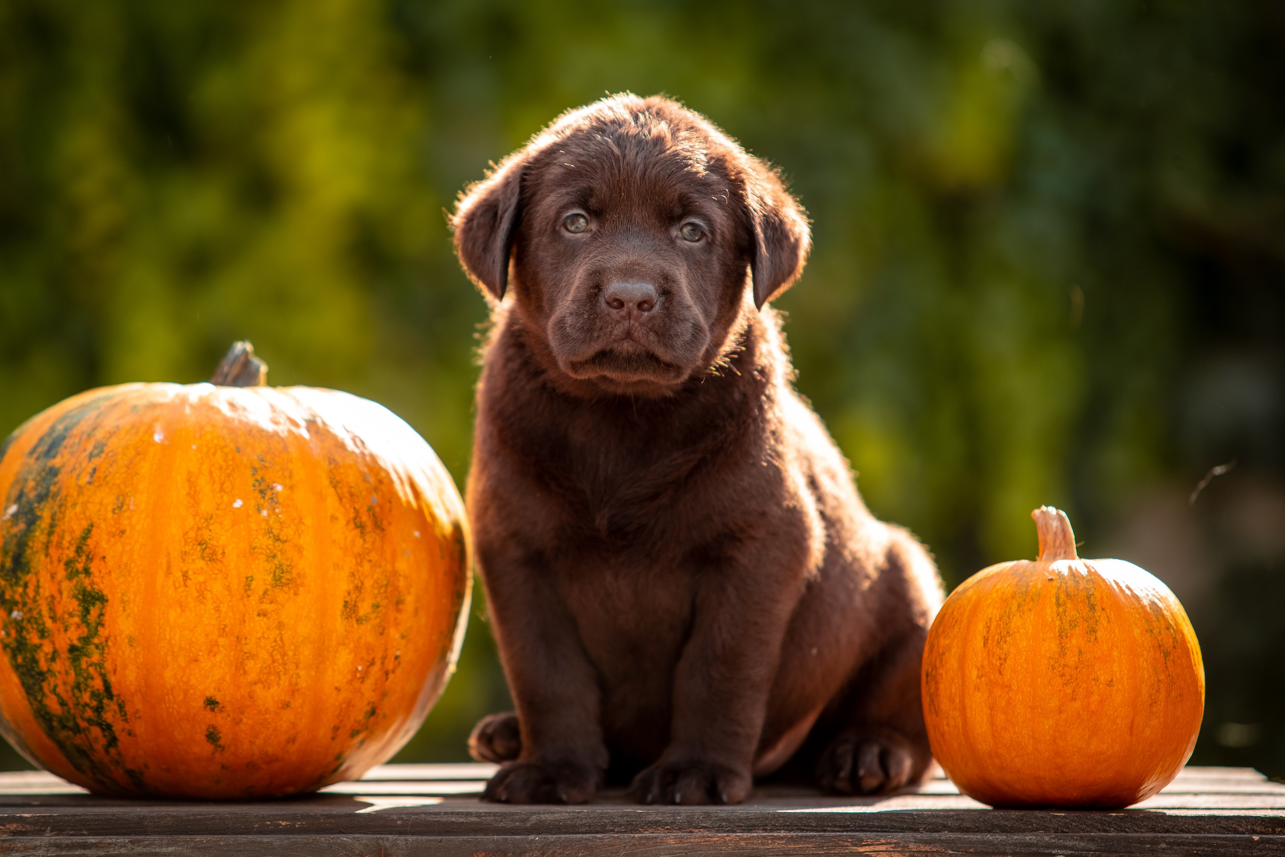 Цуценята шоколадного лабрадора. Цуценята лабрадор ретривера, Дніпро, Україна