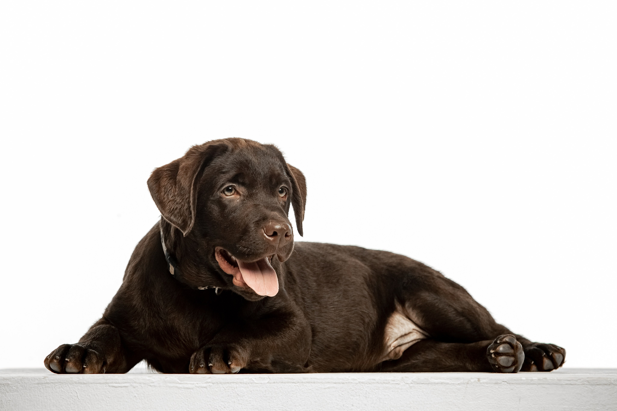 Цуценята шоколадного лабрадора. Цуценята лабрадор ретривера, Дніпро, Україна