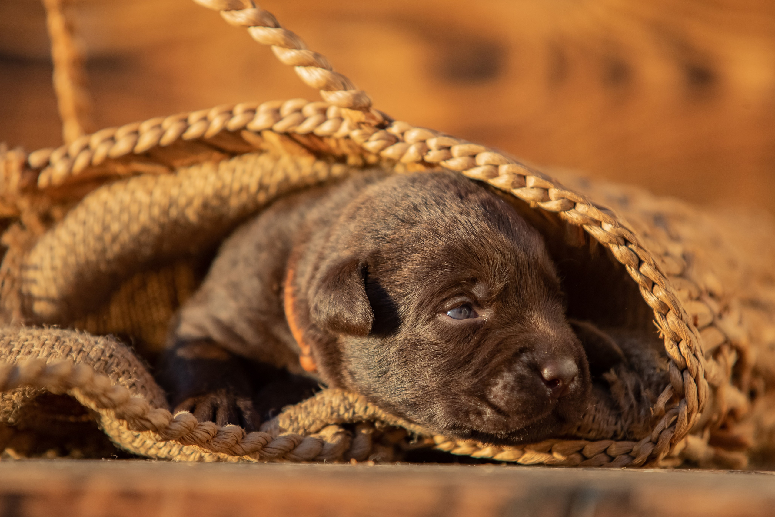 Цуценя шоколадного лабрадор ретривера