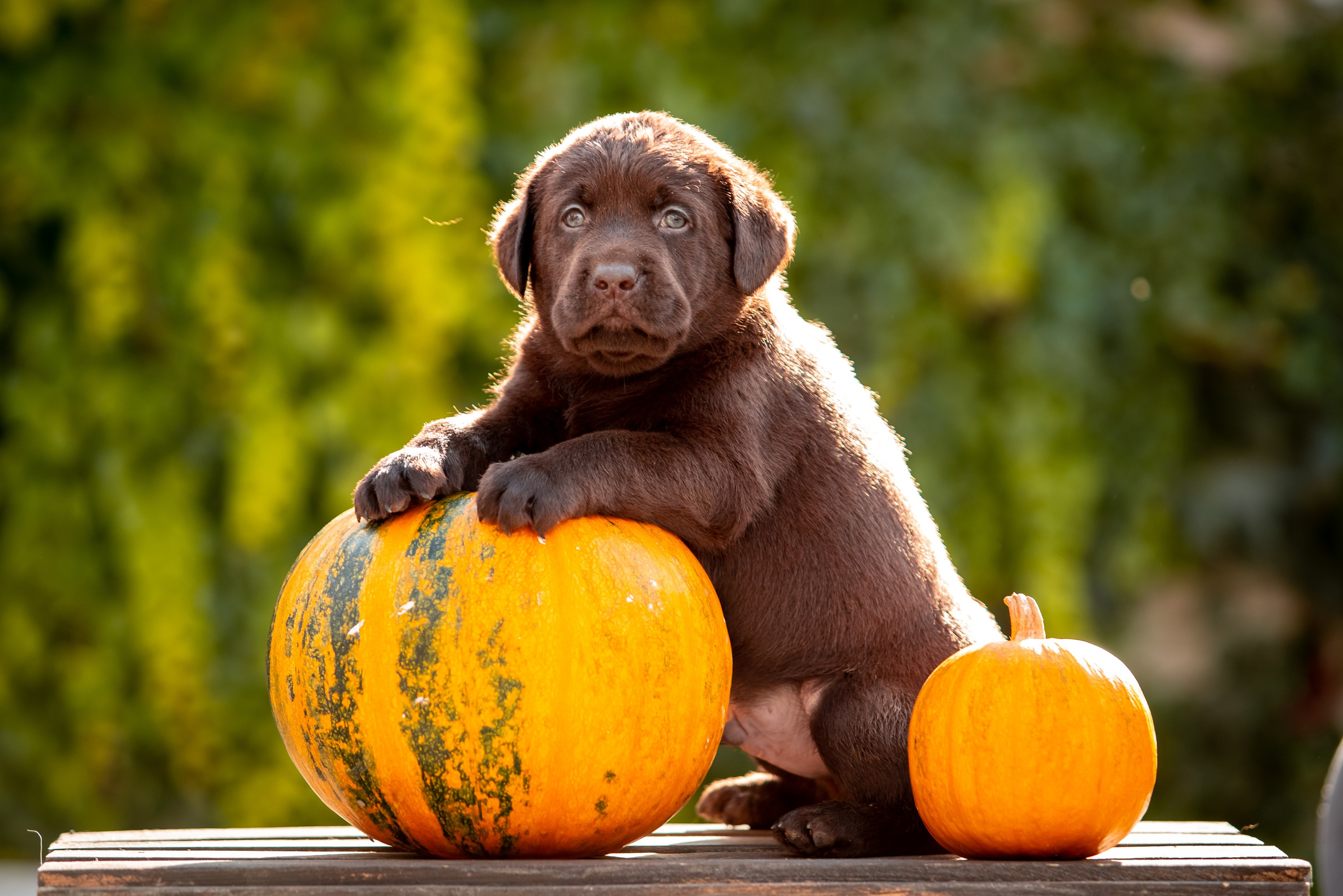 Цуценята шоколадного лабрадора. Цуценята лабрадор ретривера, Дніпро, Україна
