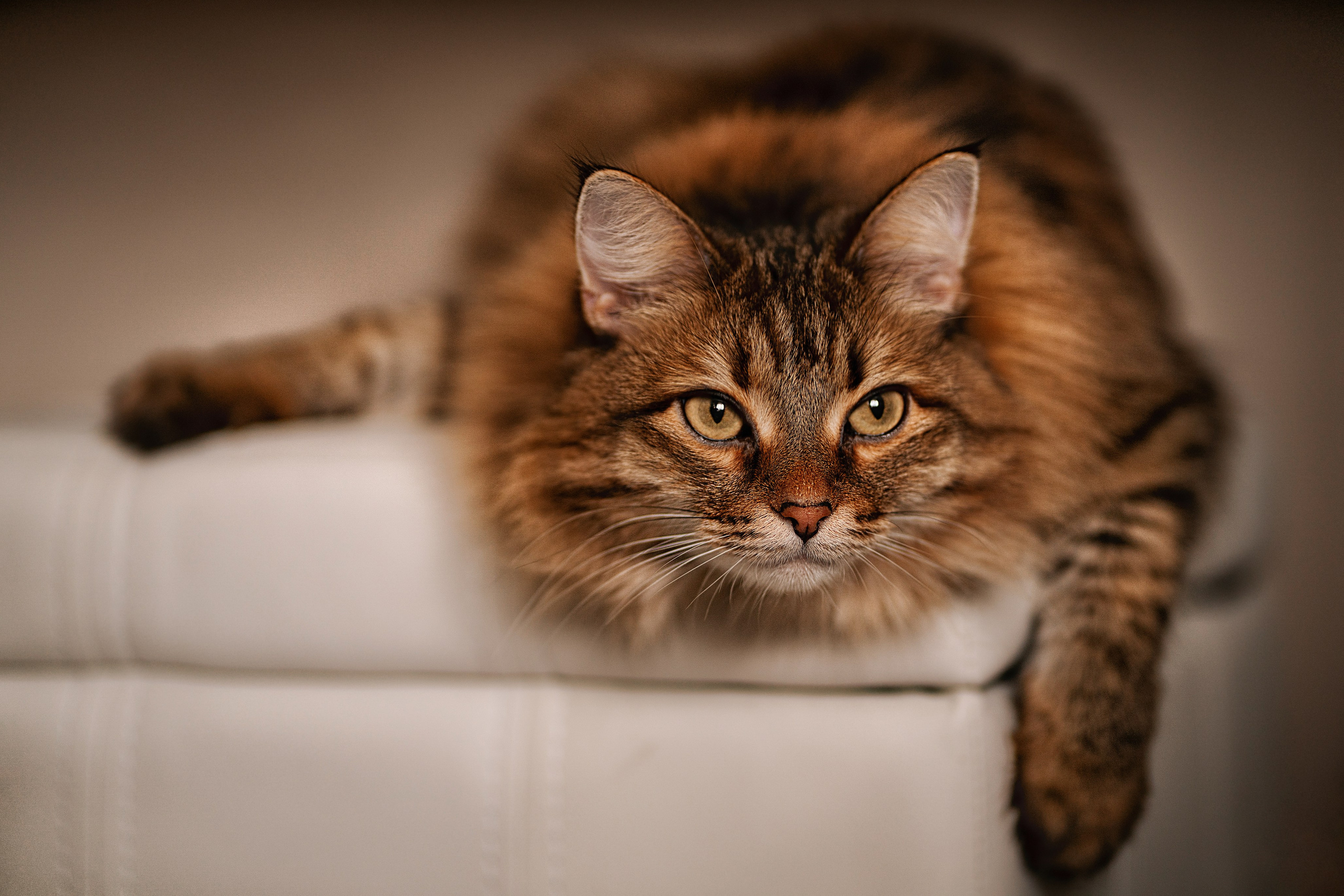 Photography Awards and Competitions — Achievements in Abu Dhabi and Beyond. Mariia Safronova is your photographer in Abu Dhabi and Dubai