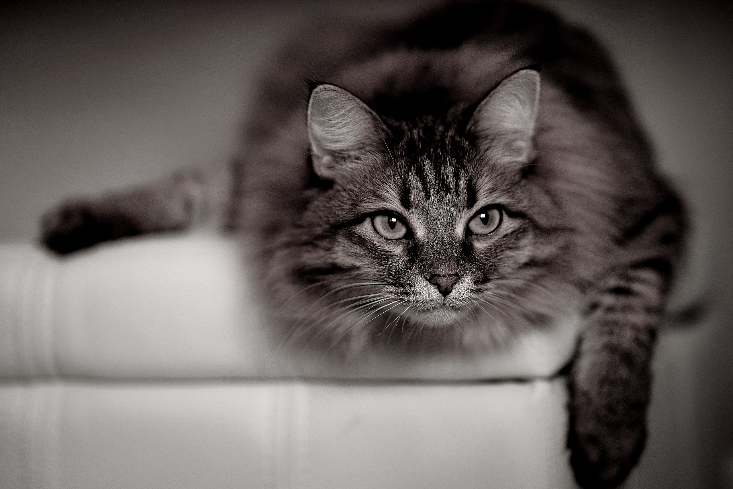 Photography Awards and Competitions — Achievements in Abu Dhabi and Beyond. Mariia Safronova is your photographer in Abu Dhabi and Dubai