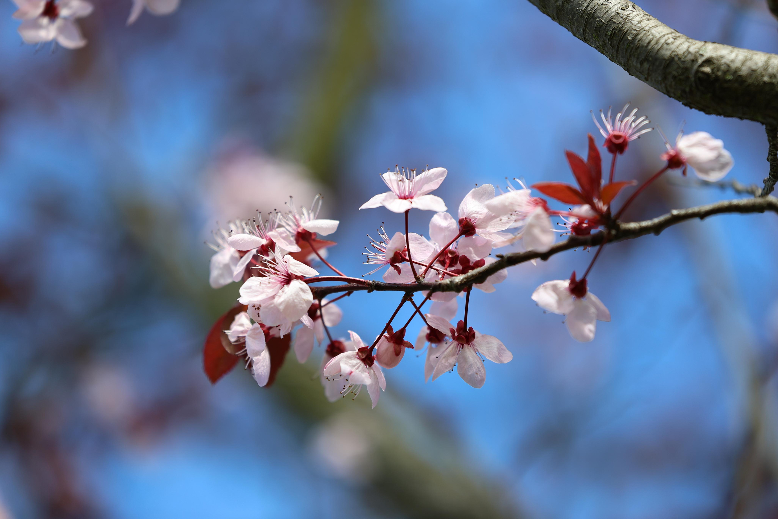 Veintitrés primaveras en un mes