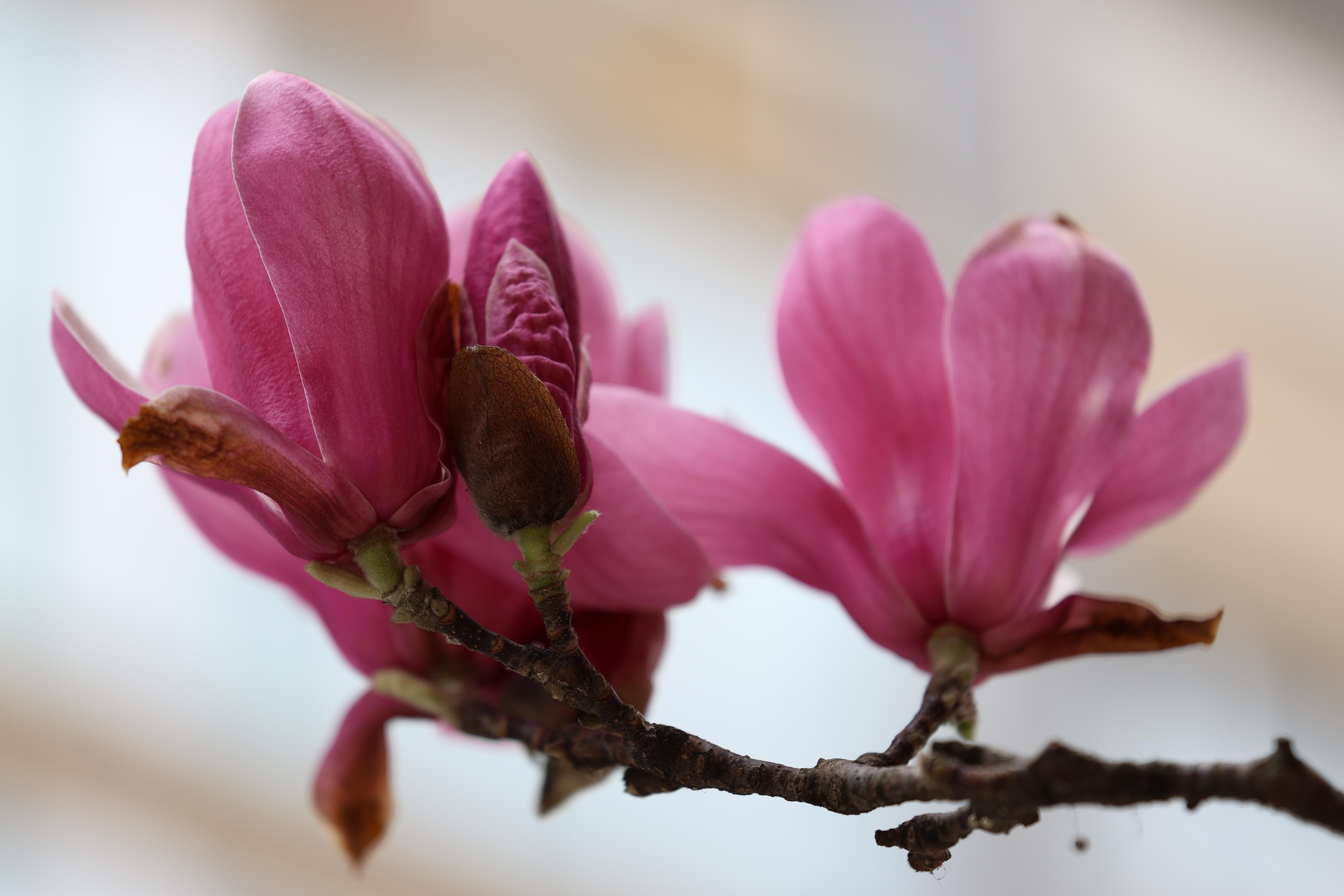 Veintitrés primaveras en un mes