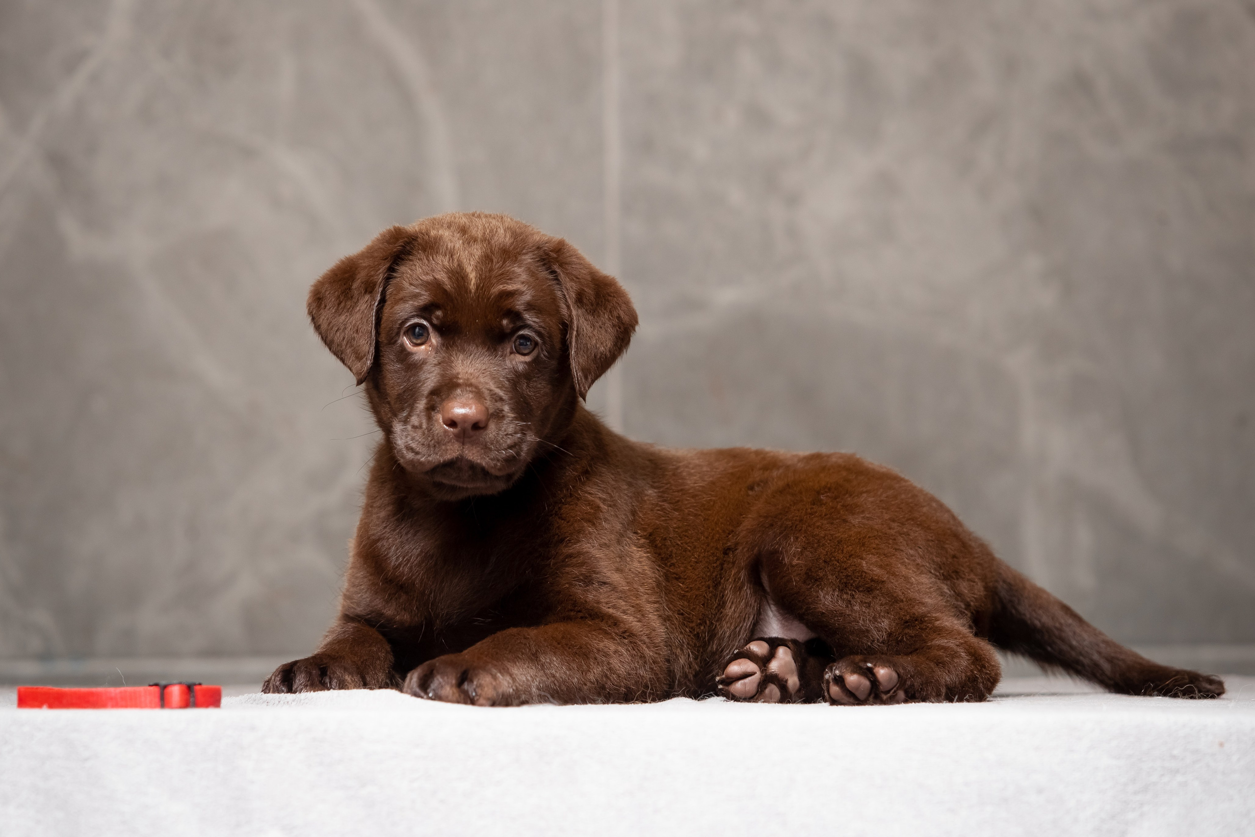 Цуценята шоколадного лабрадора. Цуценята лабрадор ретривера, Дніпро, Україна