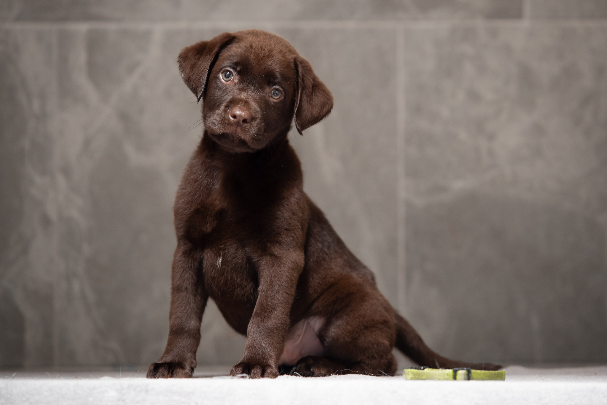 Цуценята шоколадного лабрадора. Цуценята лабрадор ретривера, Дніпро, Україна