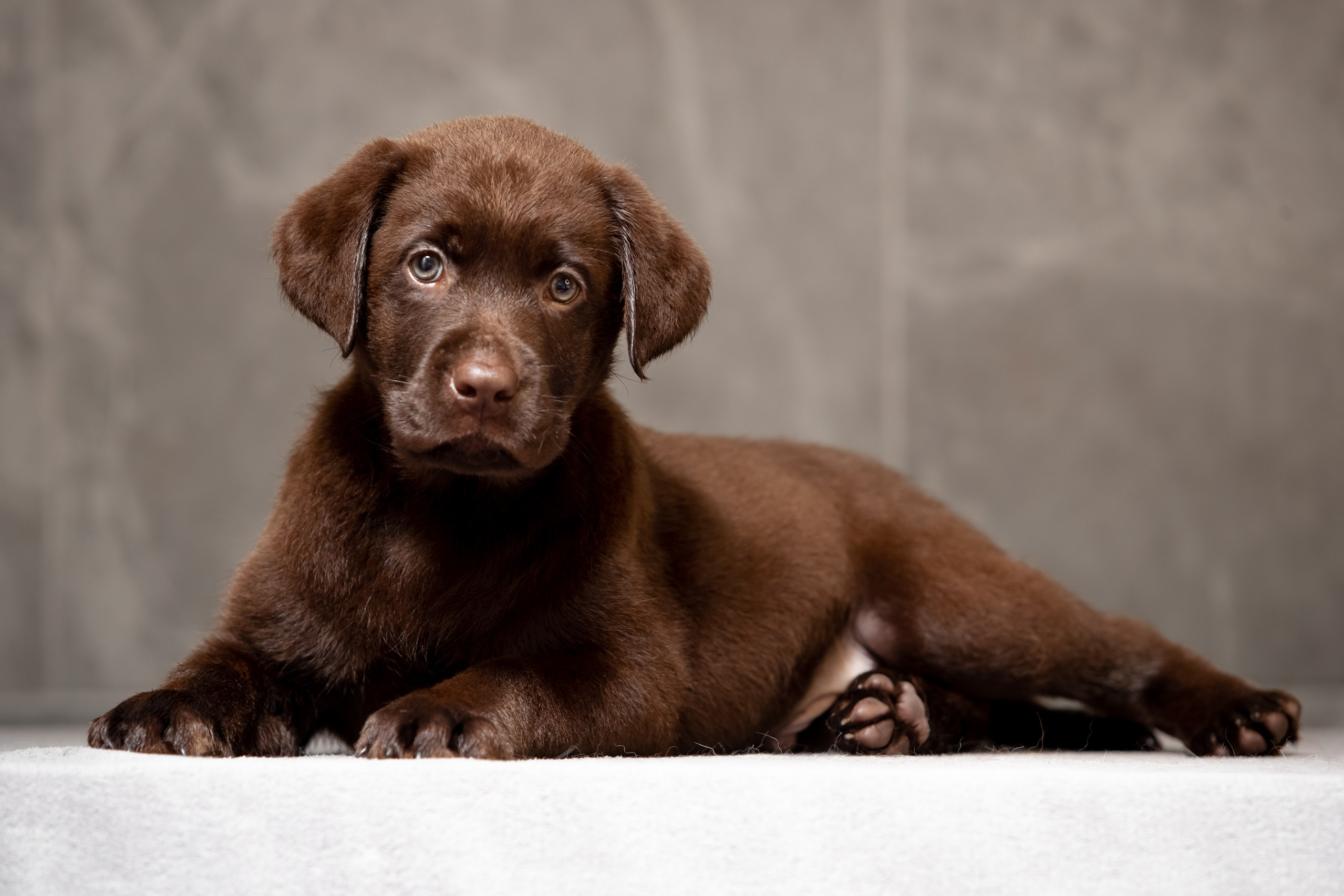 Цуценята шоколадного лабрадора. Цуценята лабрадор ретривера, Дніпро, Україна