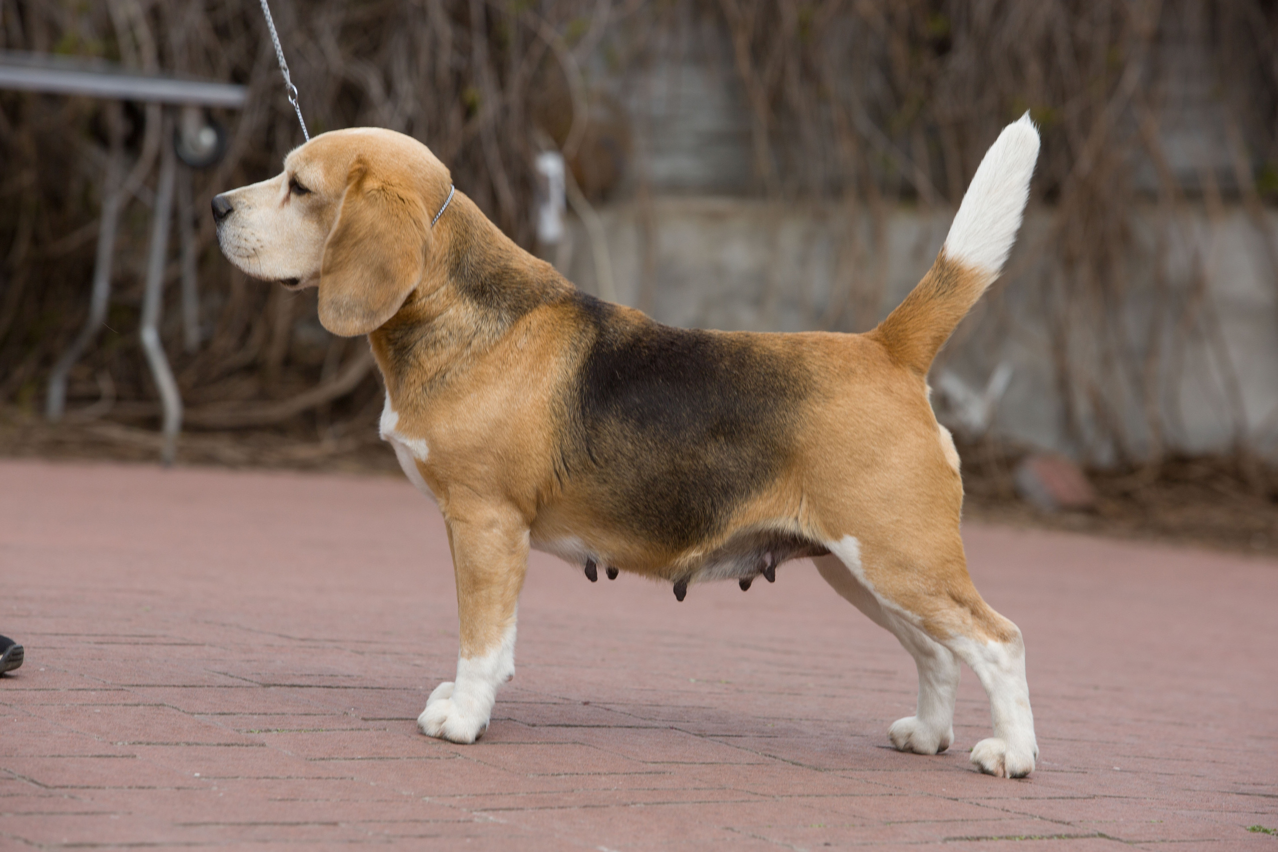 Про нас. Розплідник біглей в Україні