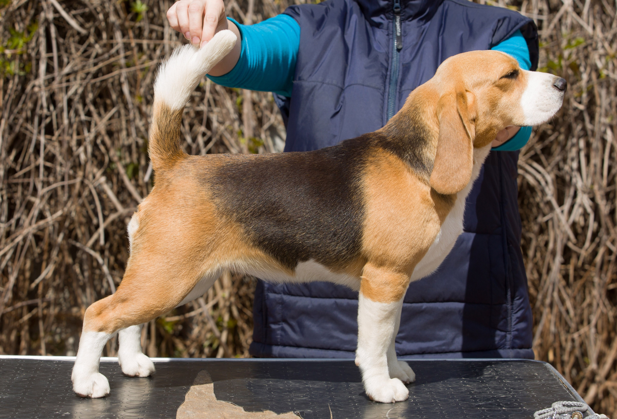 Litter T. Розплідник біглей в Україні