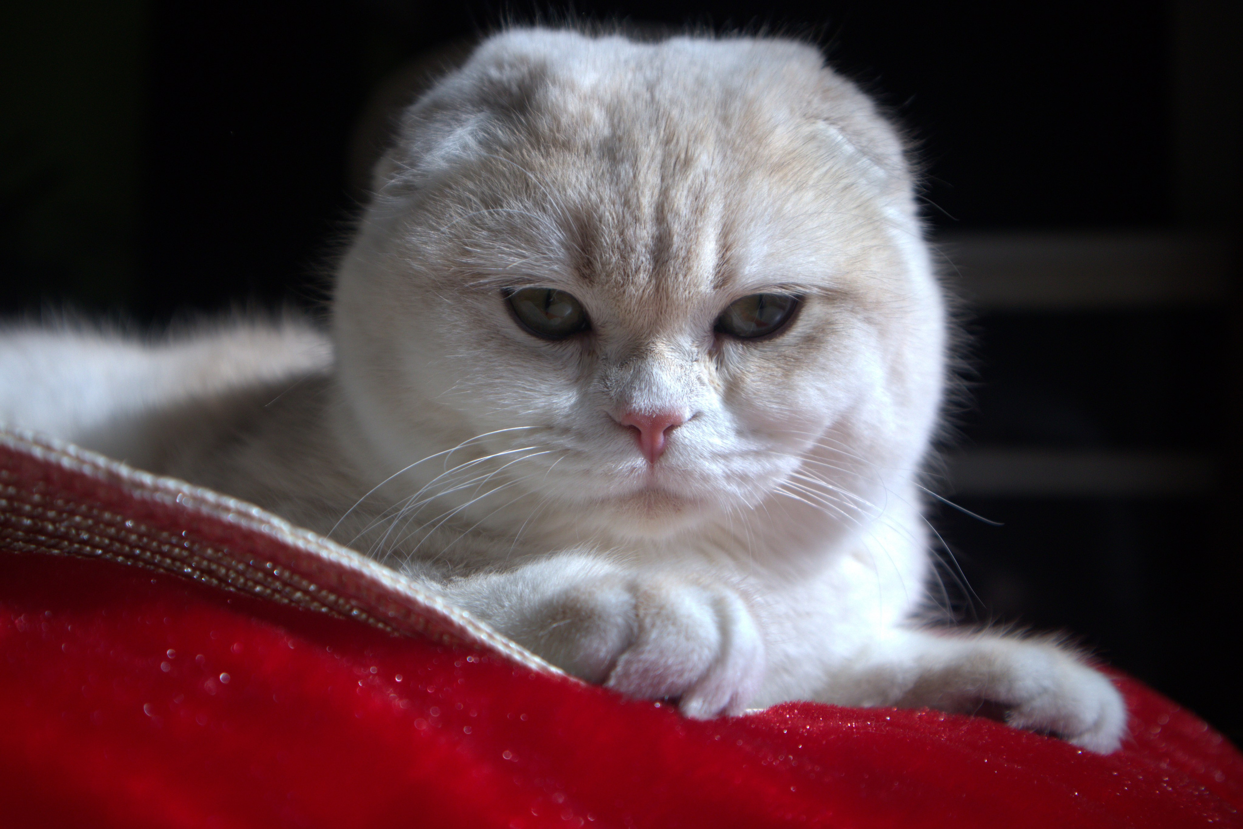 Scottish Fold and Scottish Straight. DreamCatFold — питомник шотландских кошек в Греции