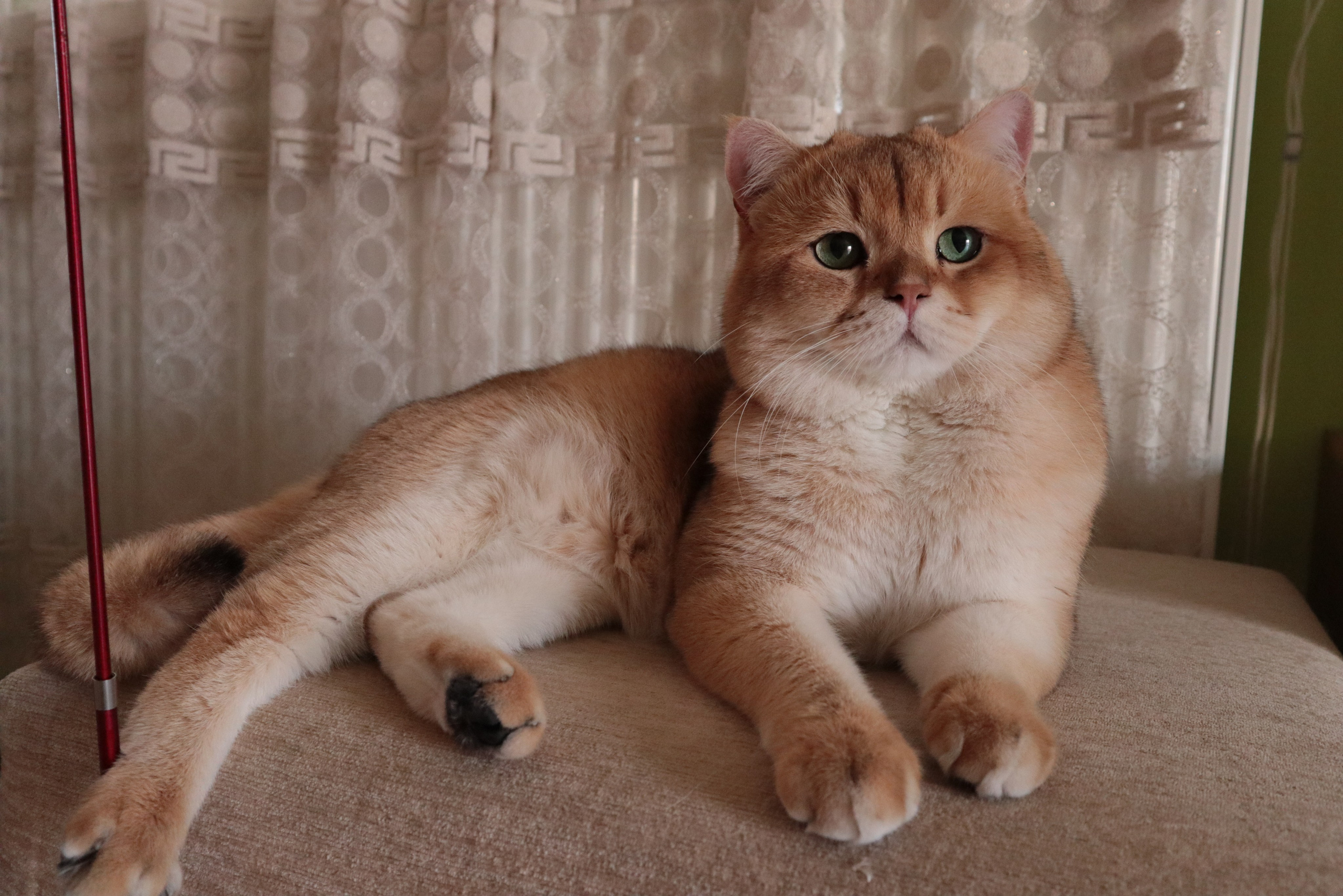 Scottish Fold and Scottish Straight. DreamCatFold — питомник шотландских кошек в Греции