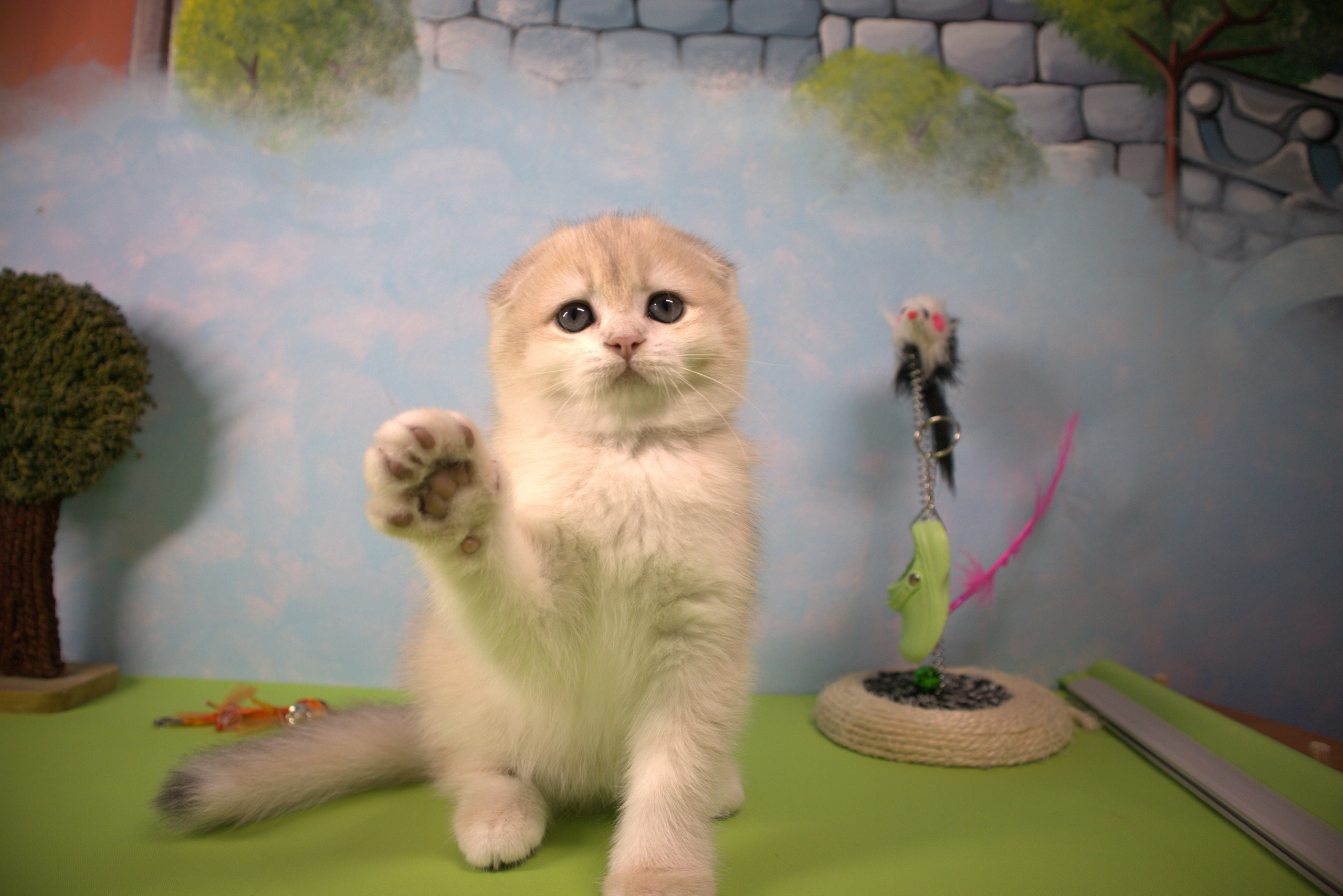 Котята. DreamCatFold — питомник шотландских кошек в Греции