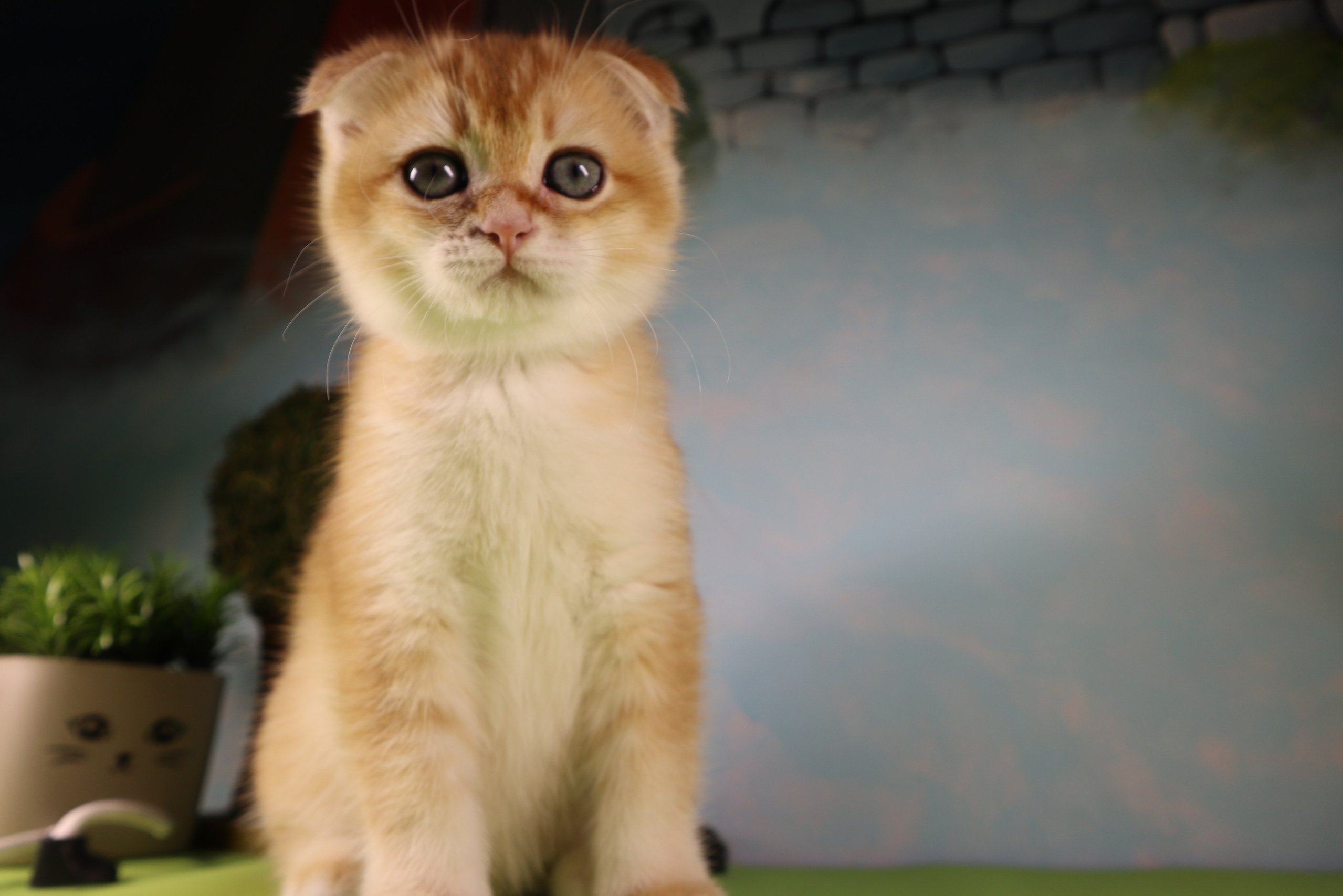 Котята. DreamCatFold — питомник шотландских кошек в Греции