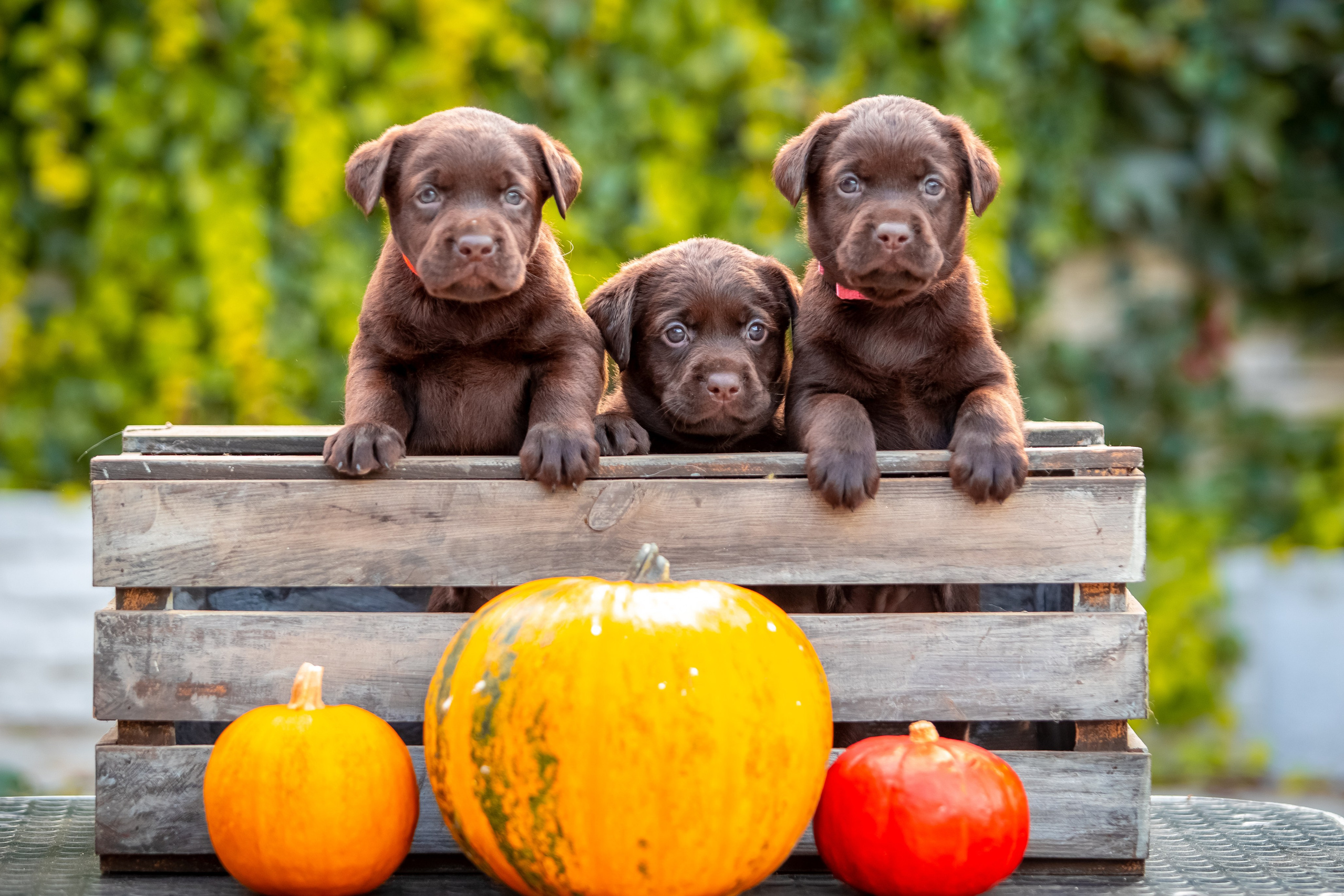 Цуценята шоколадного лабрадора. Цуценята лабрадор ретривера, Дніпро, Україна