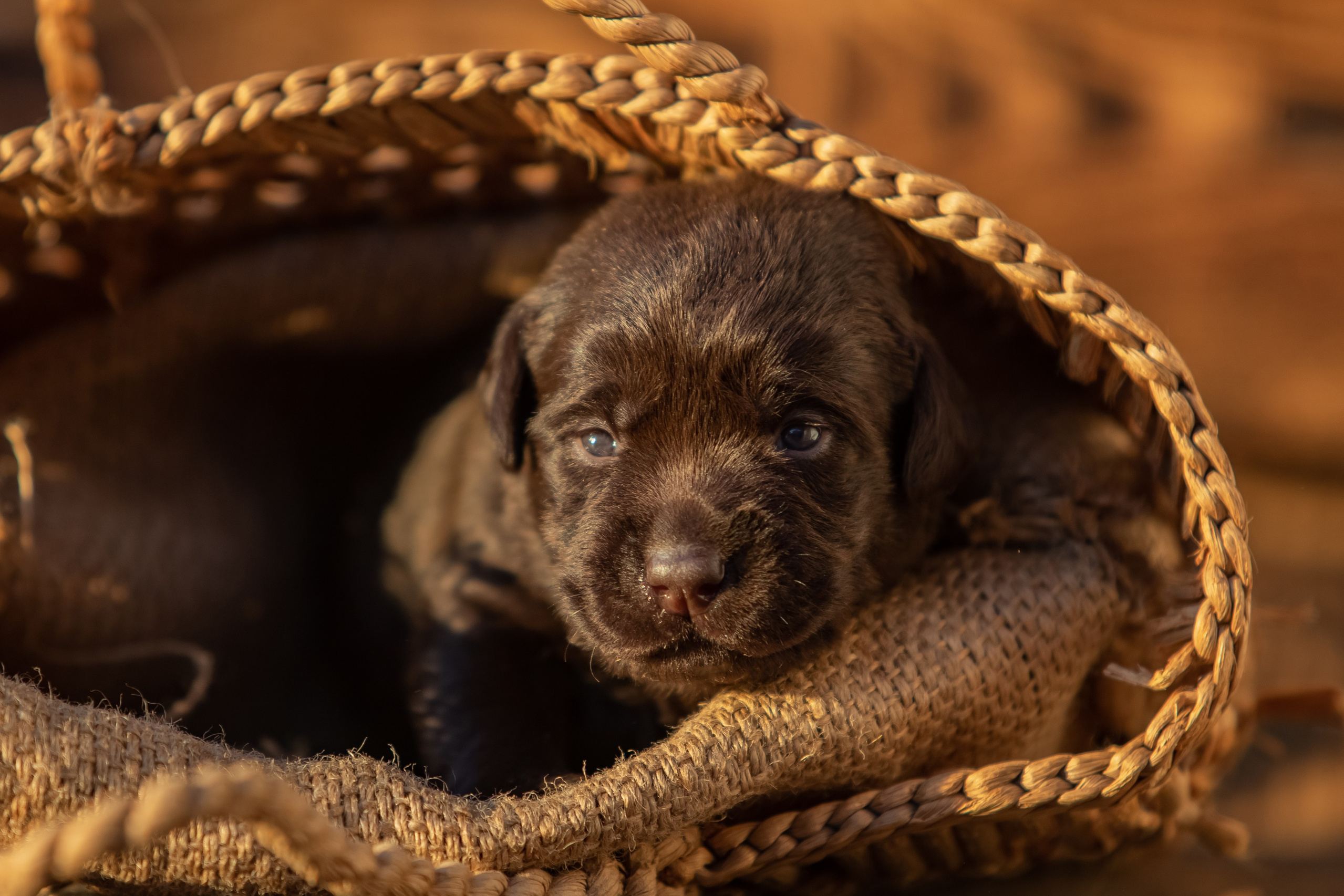 Цуценя шоколадного лабрадор ретривера