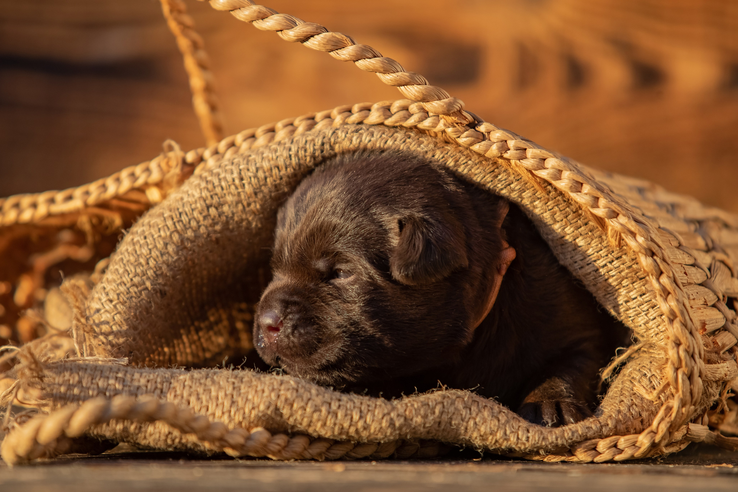 Цуценя шоколадного лабрадор ретривера