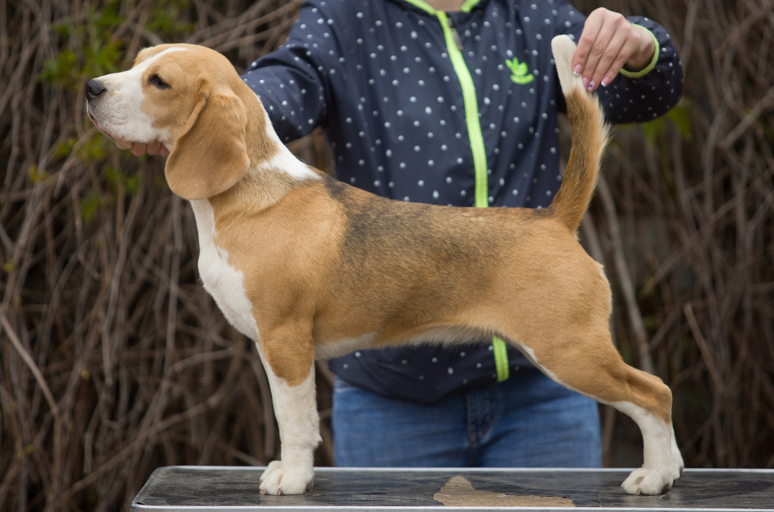 Про нас. Розплідник біглей в Україні