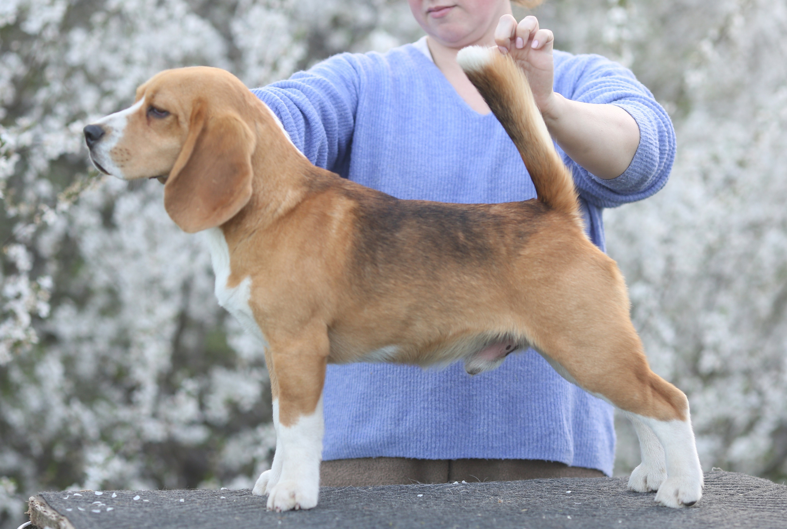 Цуценята. Розплідник біглей в Україні