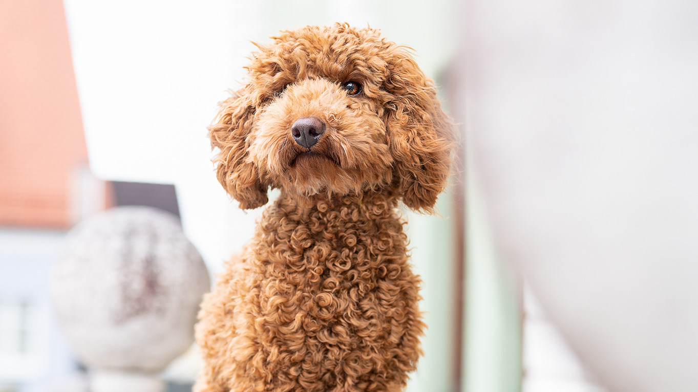DSVGO. Tierfotografie und Familienfotografie in der Hallertau