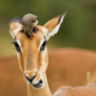 Отзывы. Фотограф в Турции Сиде Елена Туран