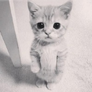 Отзывы. Свадебный Фотограф В Тбилиси, Батуми, Сигнахи, Мцхете, Гудаури и Казбе