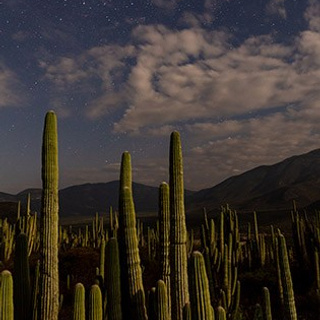 Artist Collection. Wedding & Family Photographer in Los Cabos – Izrael Reyna Photography