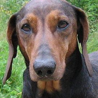 Доска прослезившихся