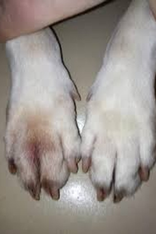 Порода бігль. Пес чи сука? Кого краще вибрати?. Питомник биглей Selesta’s Dreams