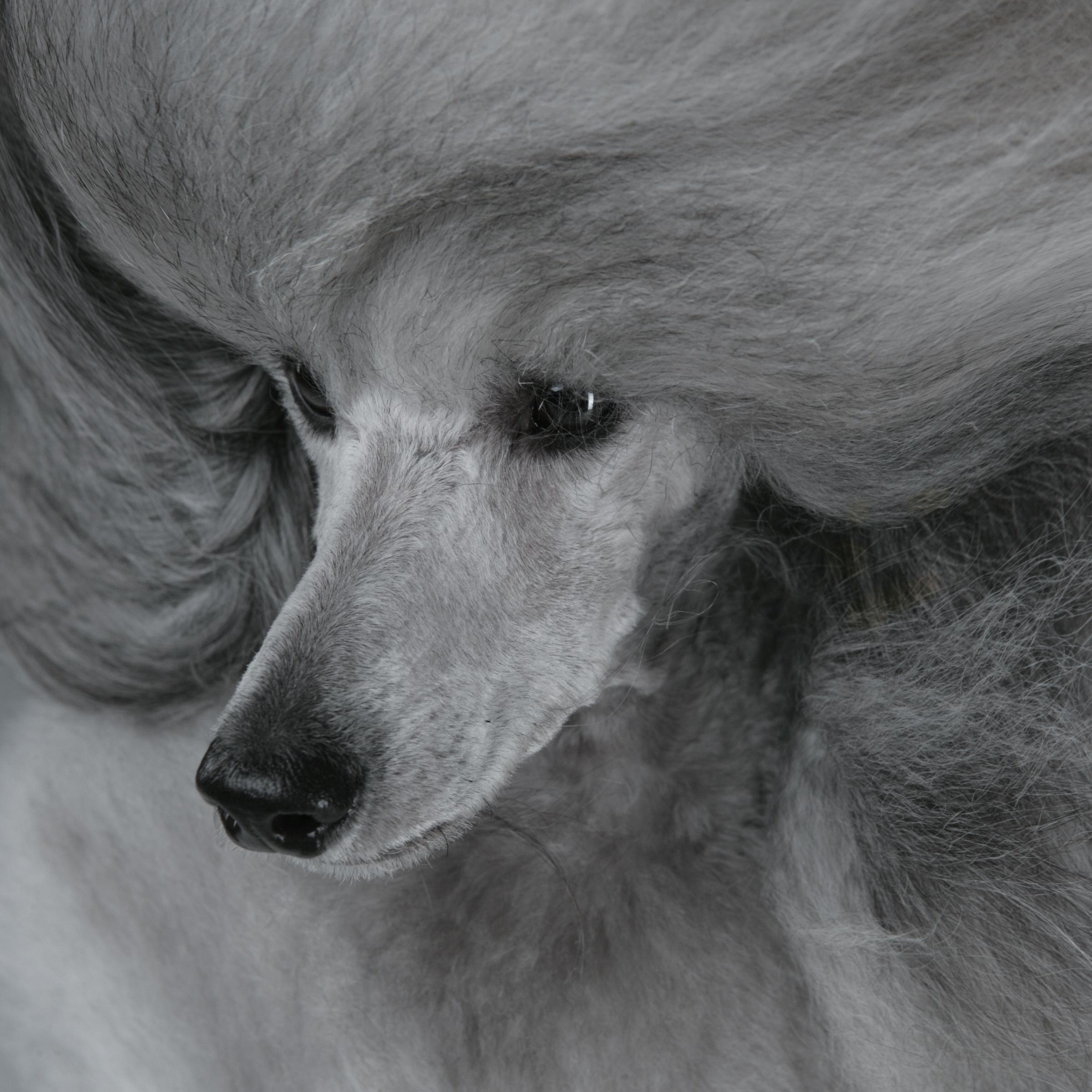 About. Pet photographer Kateryna Mumzhynska