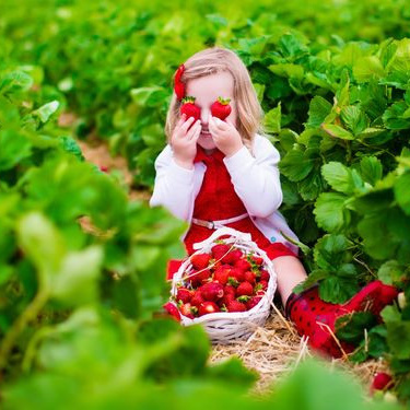 Полуничний фотопікнік 2021. Сімейний фотограф Київ Наталія Шкаврон