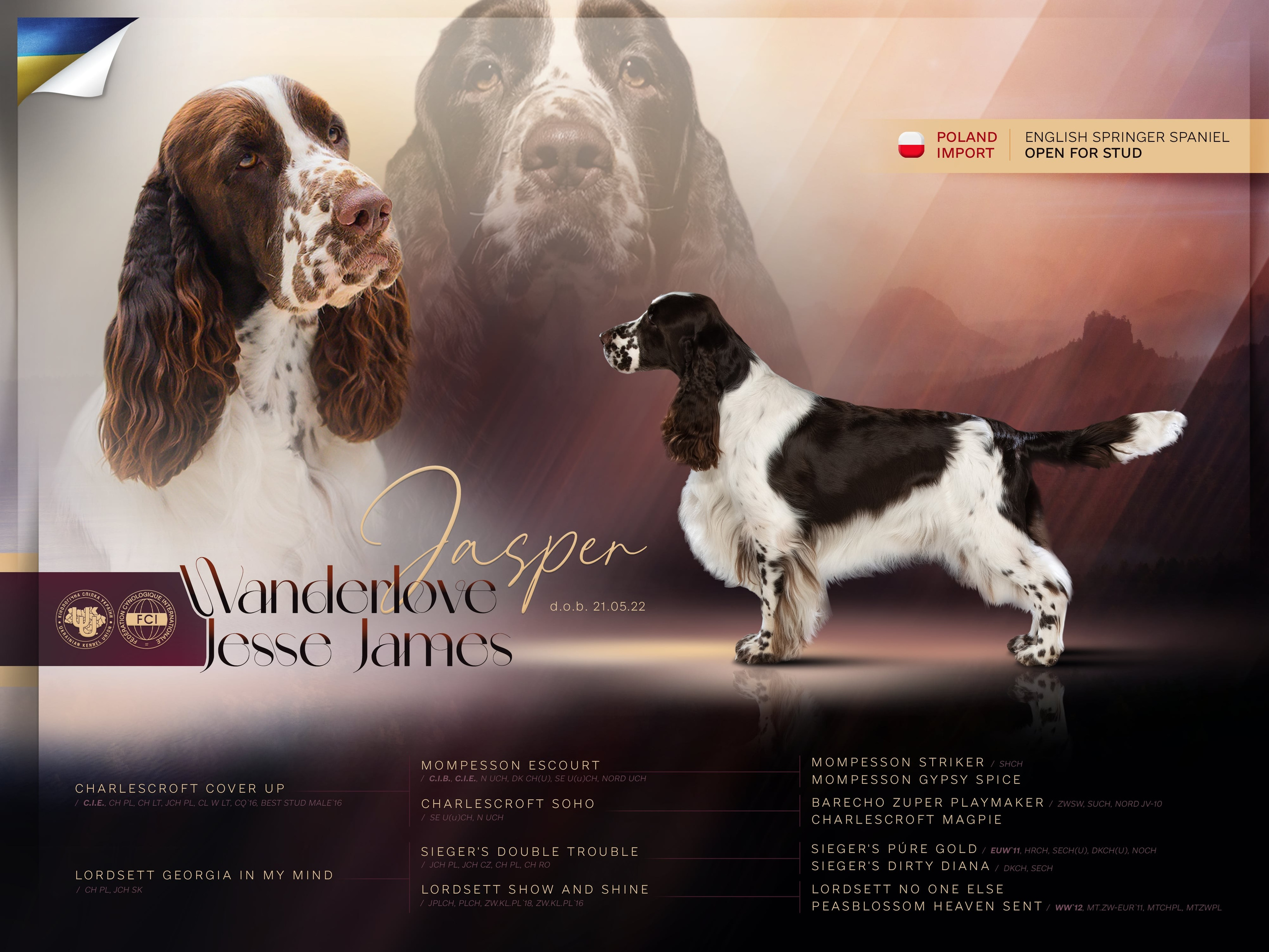 english springer spaniel Wanderlove Jesse James