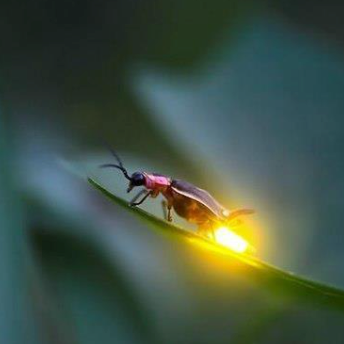 Фотография светлячка ночью в Синтре в мае. Биолюминисценция заставляет светиться светлячков.