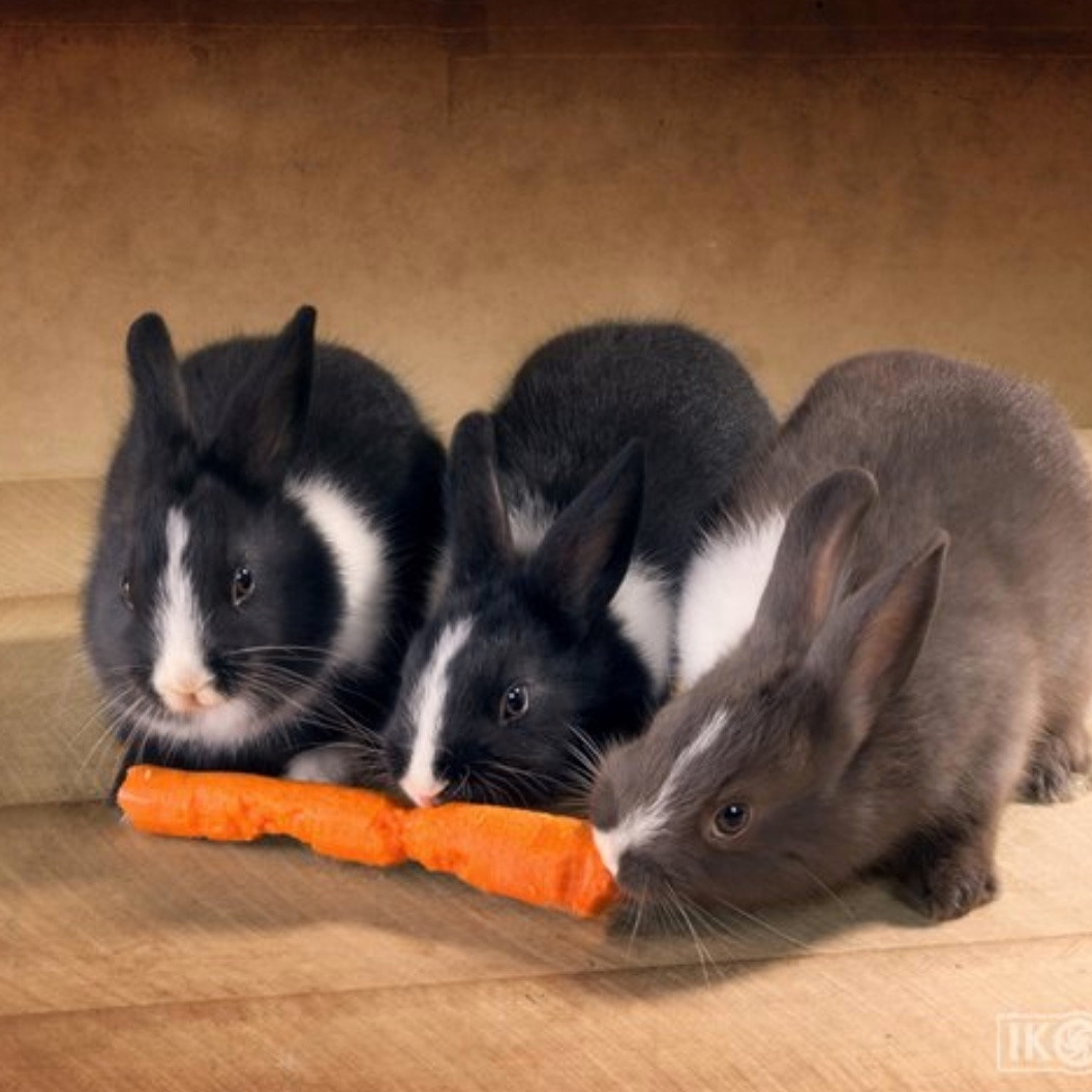 ANIMALS. Photographer Irina Kozhemyakina. Houston