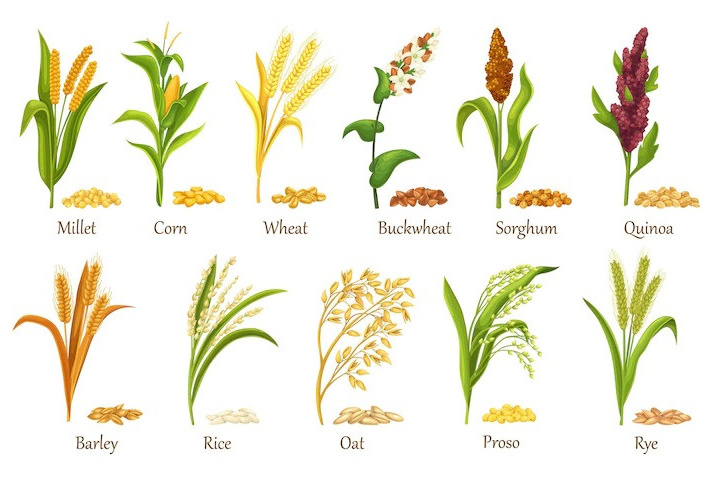 Boost Plant Growth with Organic Fertilizers: Our Effective Solution