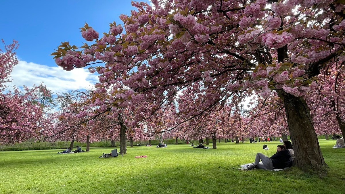 Съёмка в цветении. Парк де Со