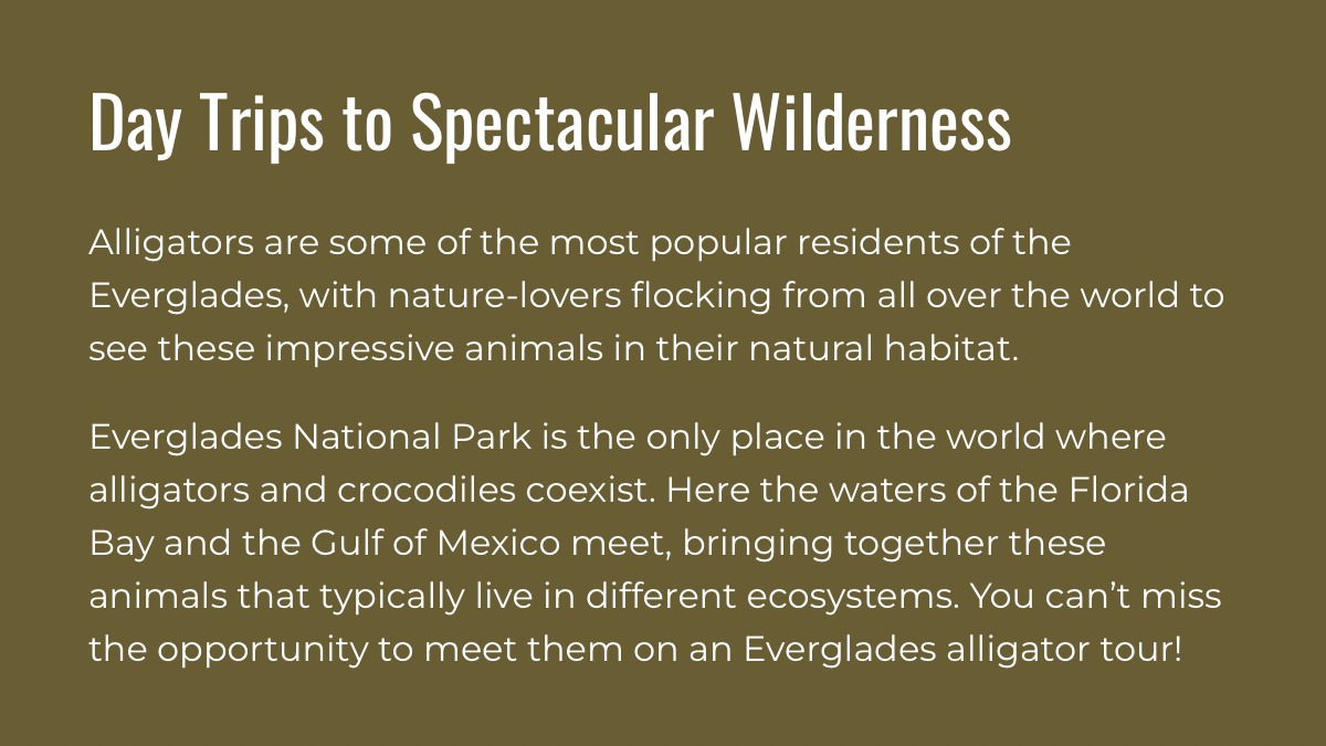 Everglades Alligator Farm. Family and Event photographer in Homestead and Miami areas of Florida