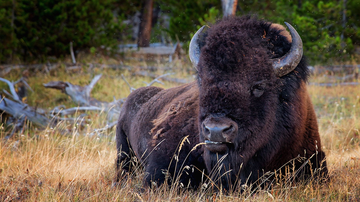 Photo - Workshop “Unforgettable North-West”. Pet, Senior, Landscape, portrait studio, photographer in Miami and Sou