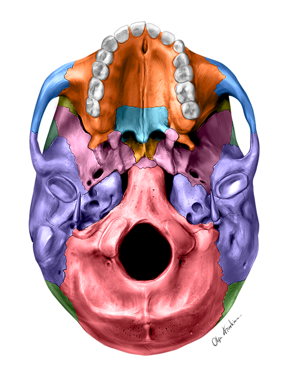 Professional freelance medical illustrator