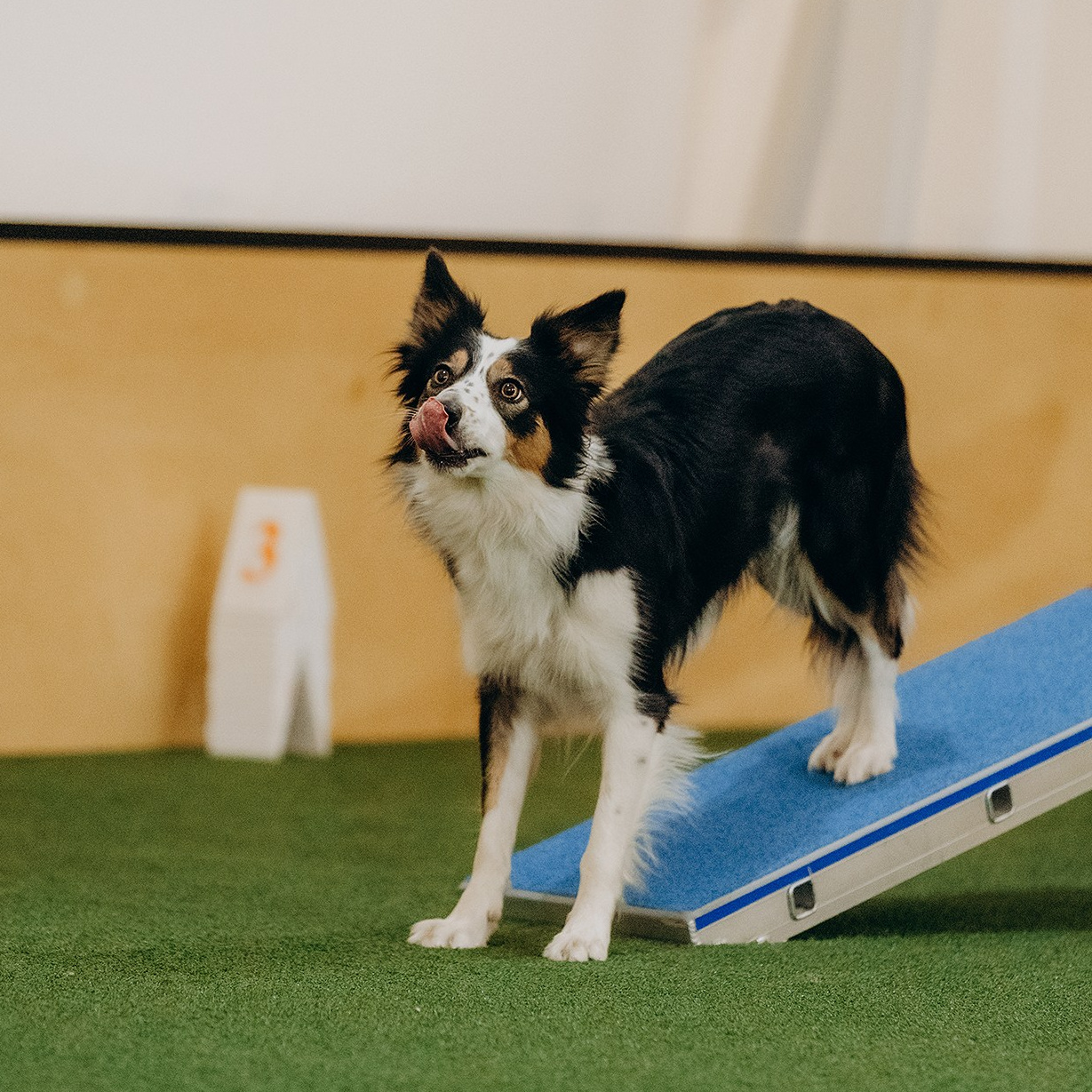 Зйомка з аджиліті. Фотограф-анімаліст Київ