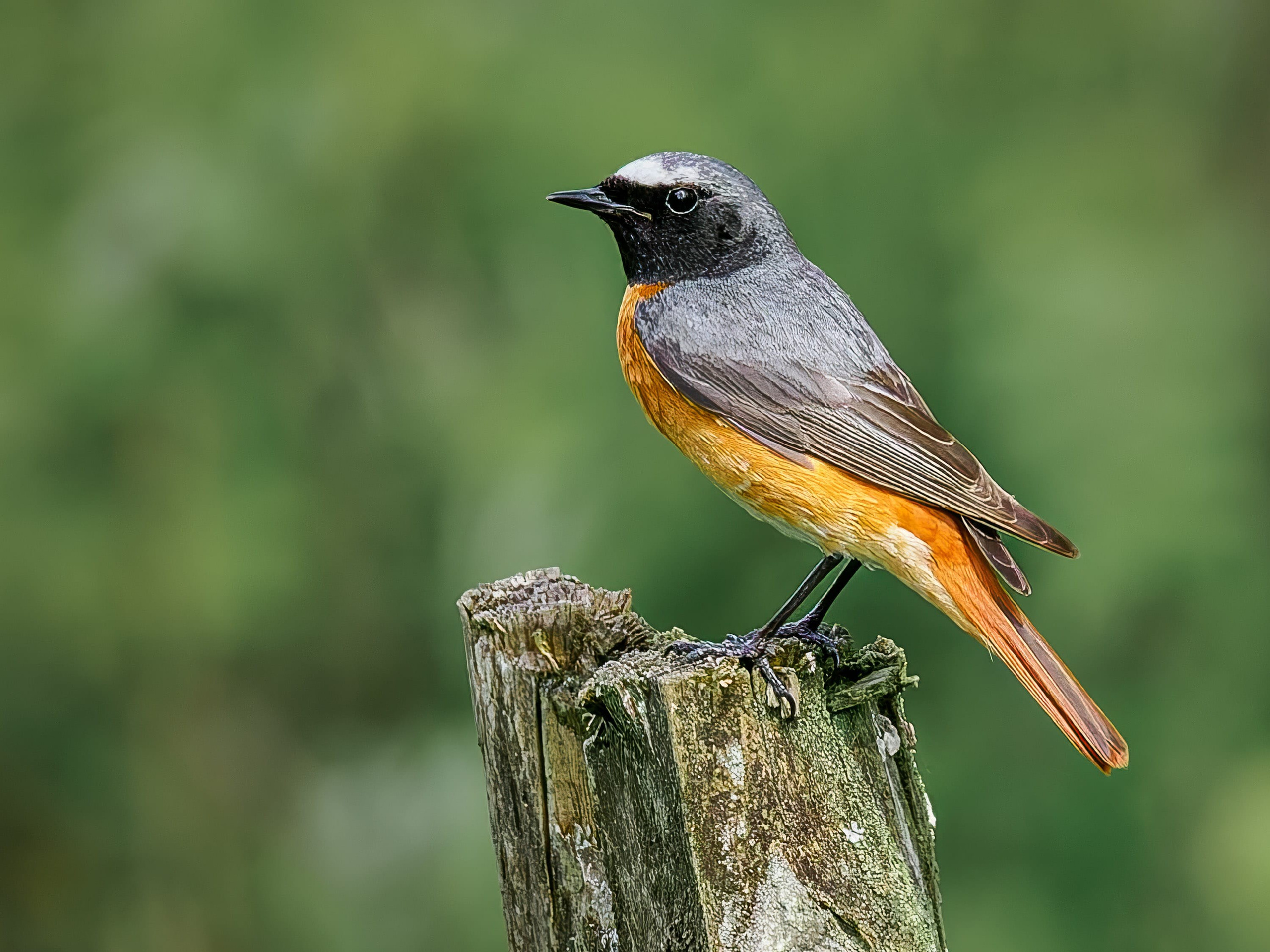 Male Common Redstart (Phoenicurus phoenicurus) perched on fence post
