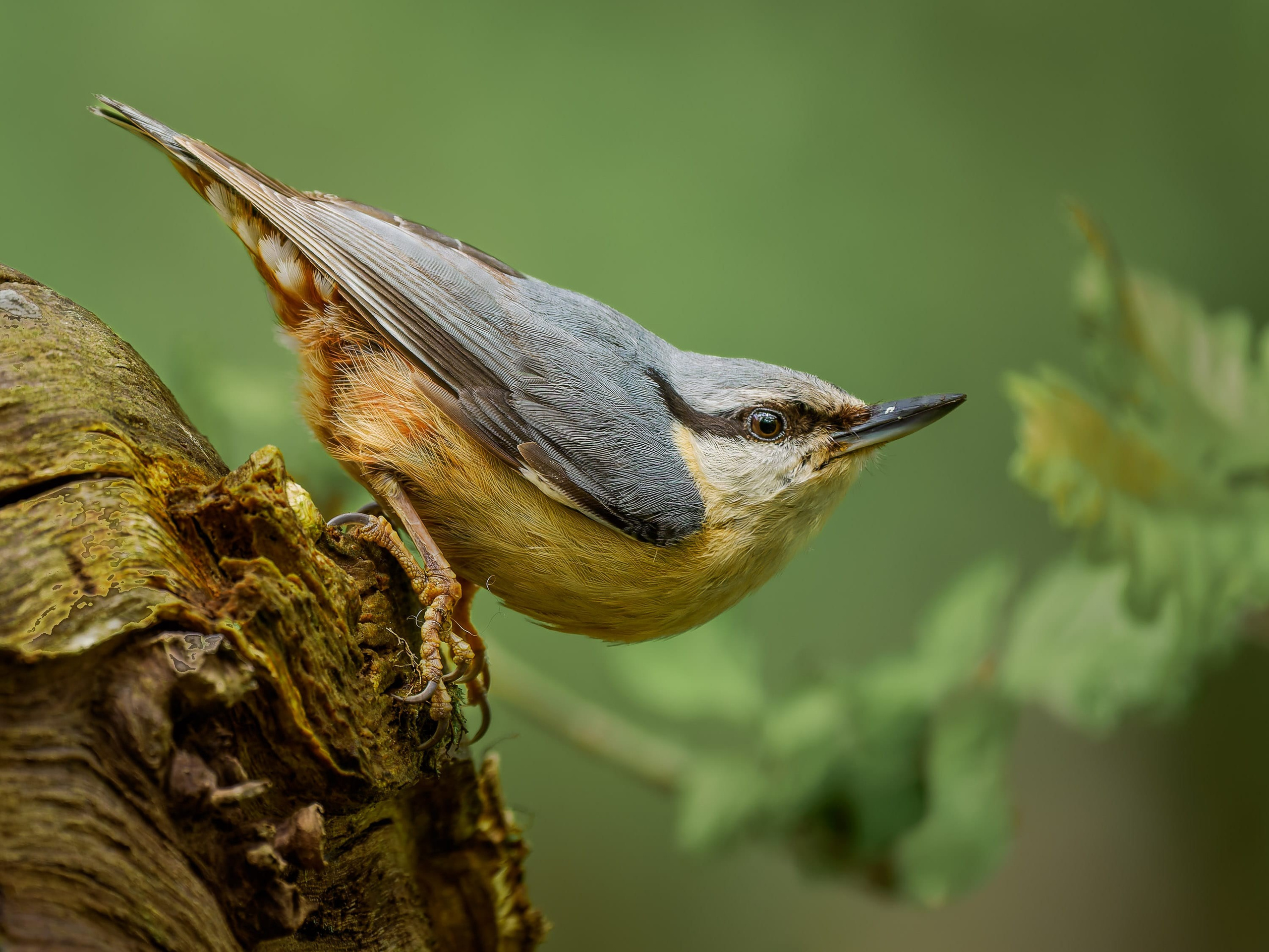 European Nuthatch (Sitta europaea) in characteristic head-down pose