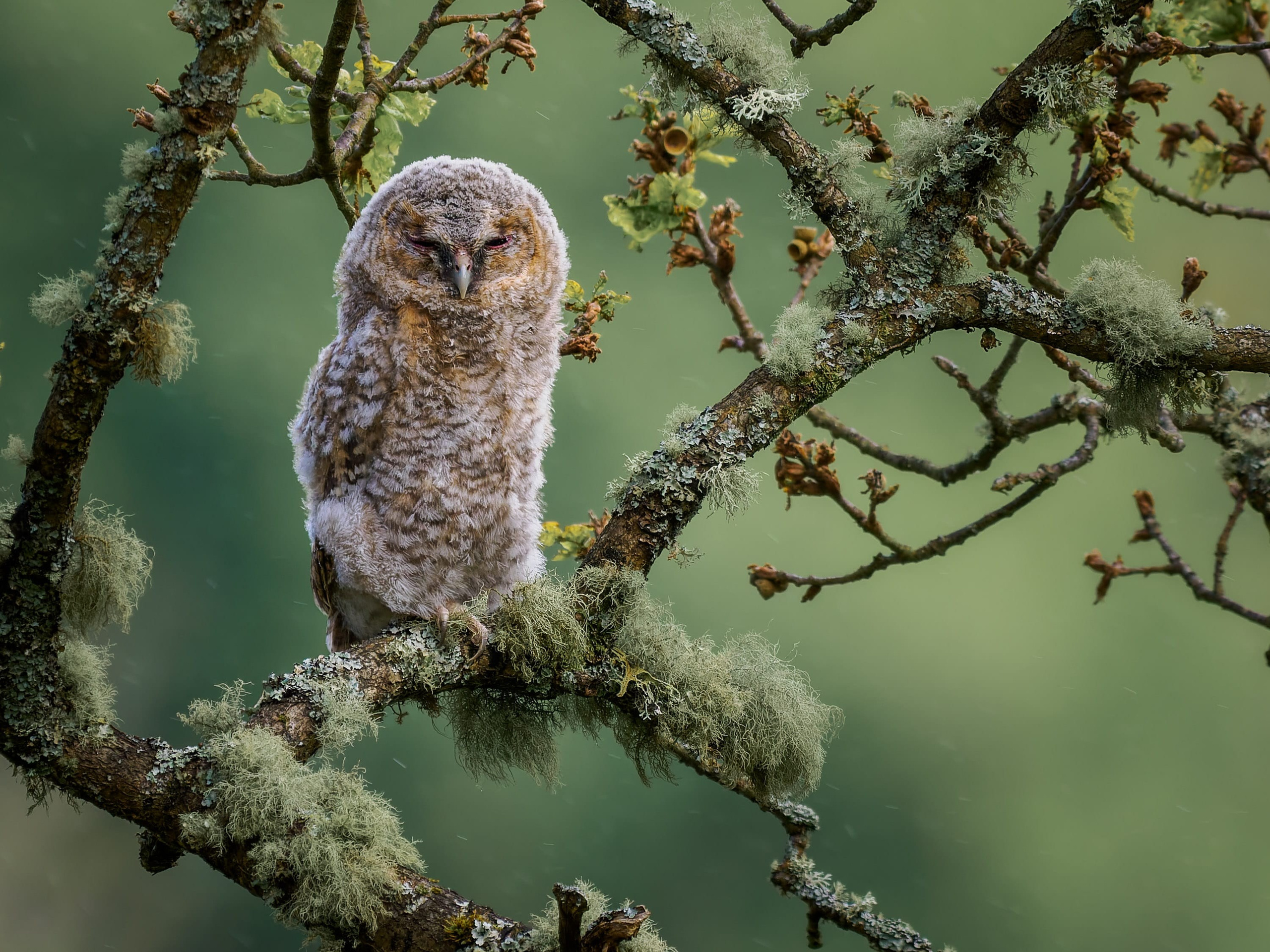 Tawny Owl (Strix Aluco) fledgling on branch during rain shower