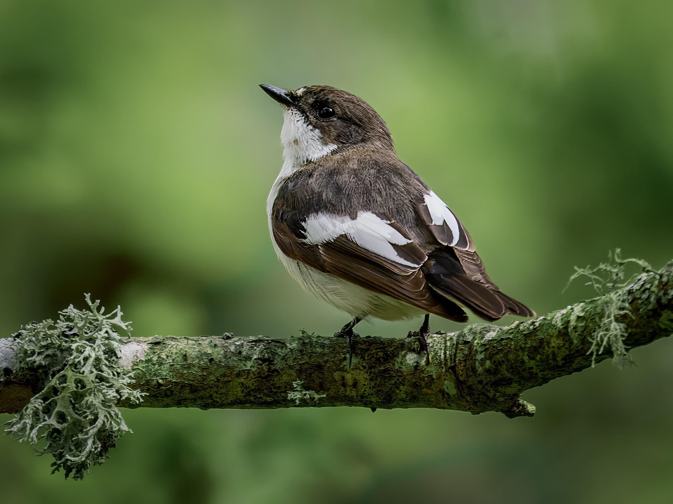 Male Pied Flycatcher (Ficedula hypoleuca) on Licheń covered branch