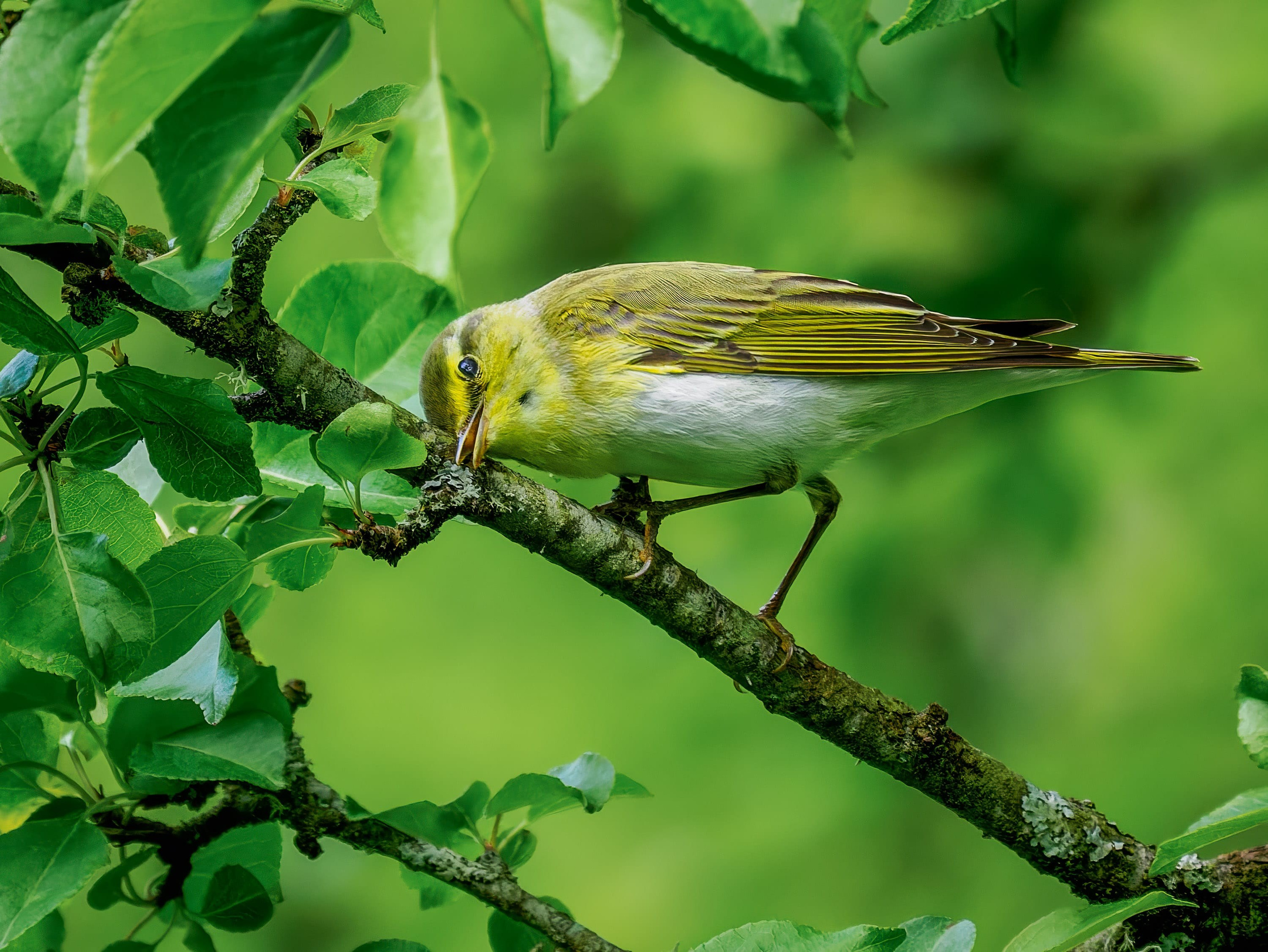 Wood Warbler (Phylloscopus sibilatrix) teasing invertabrates from lichen.